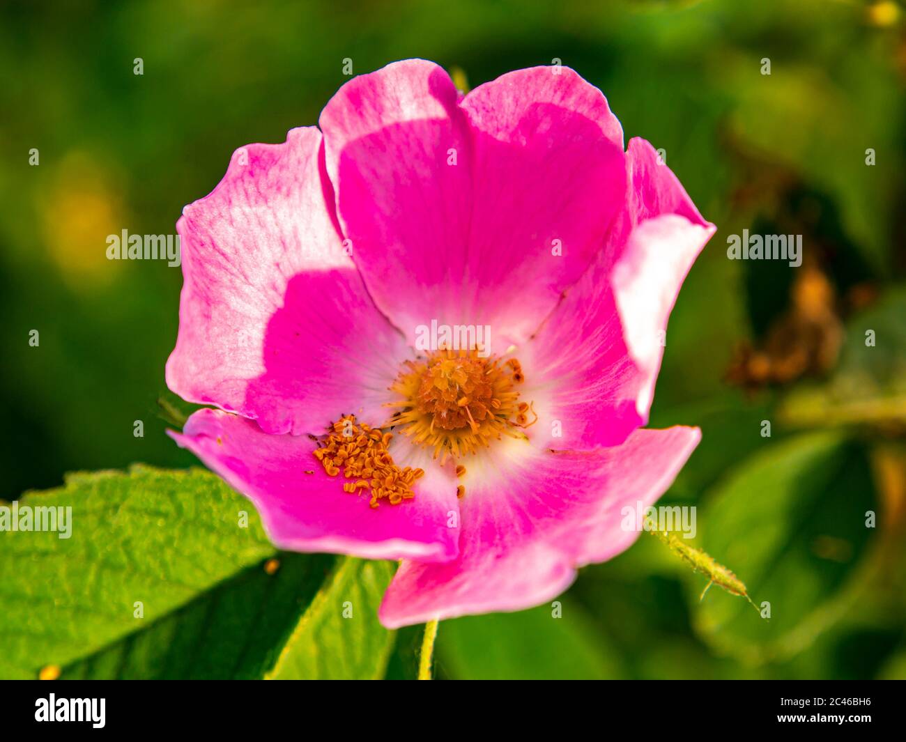 Blossom of a pink rosehip flower in the meadow. Stock Photo