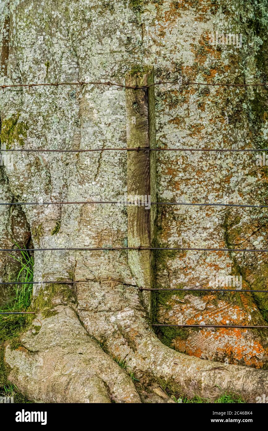 Tree Trunk Fence High Resolution Stock Photography and Images Alamy