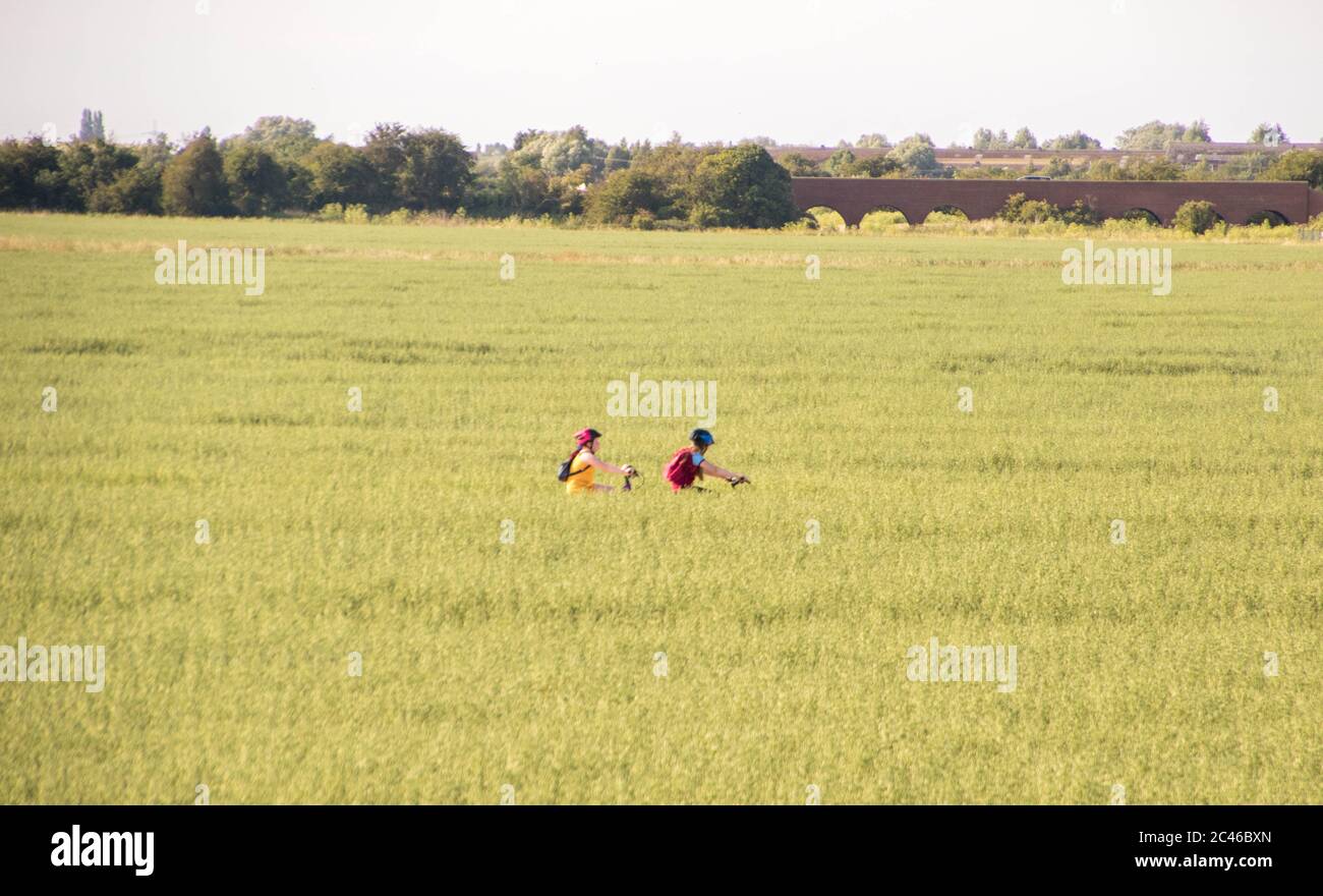 A close up of a growing wheat field, in Lincolnshire, United Kingdom. Stock Photo