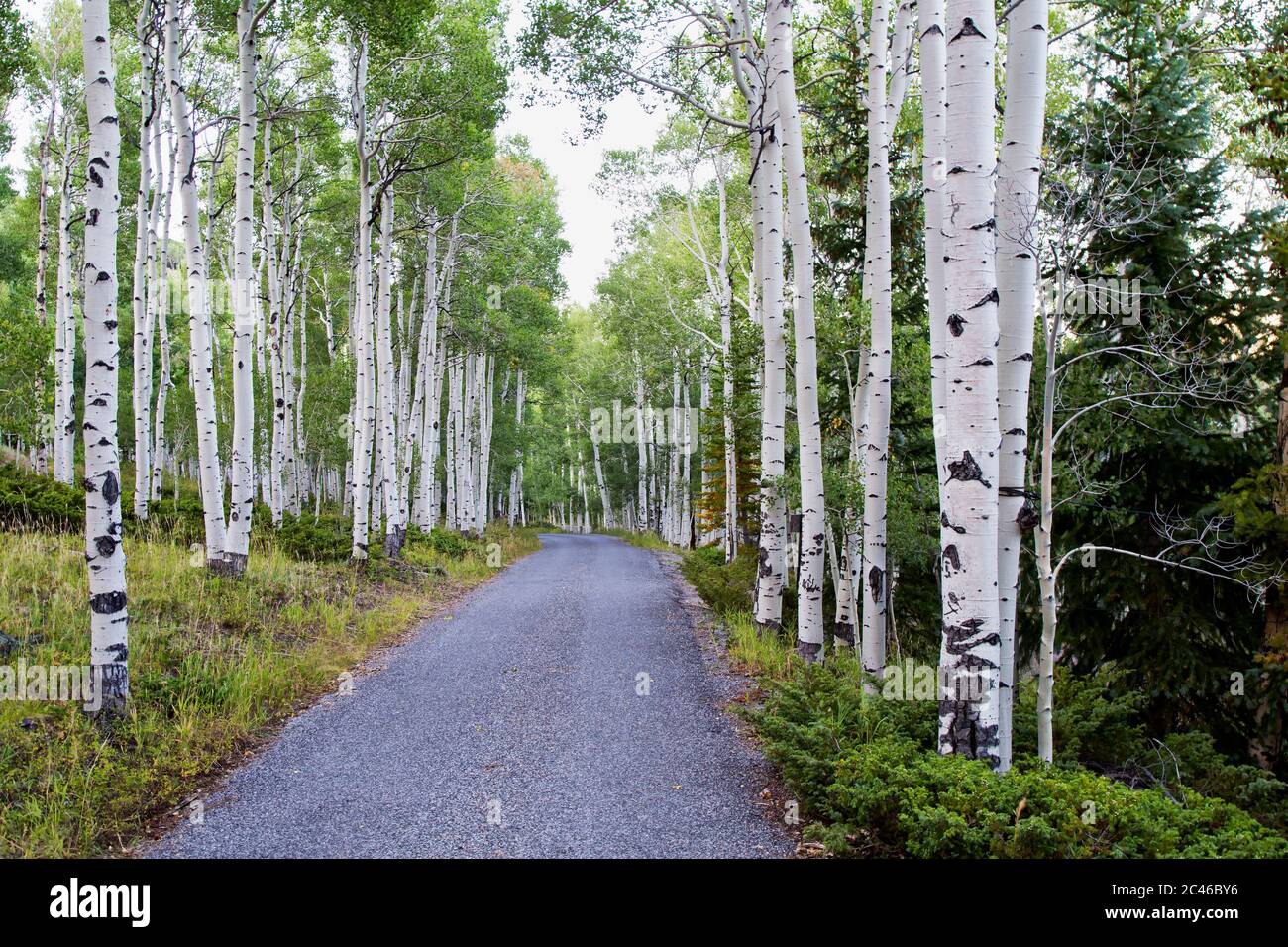 Quaking Aspens, Pando Clone, also known as Trembling Giant. Stock Photo