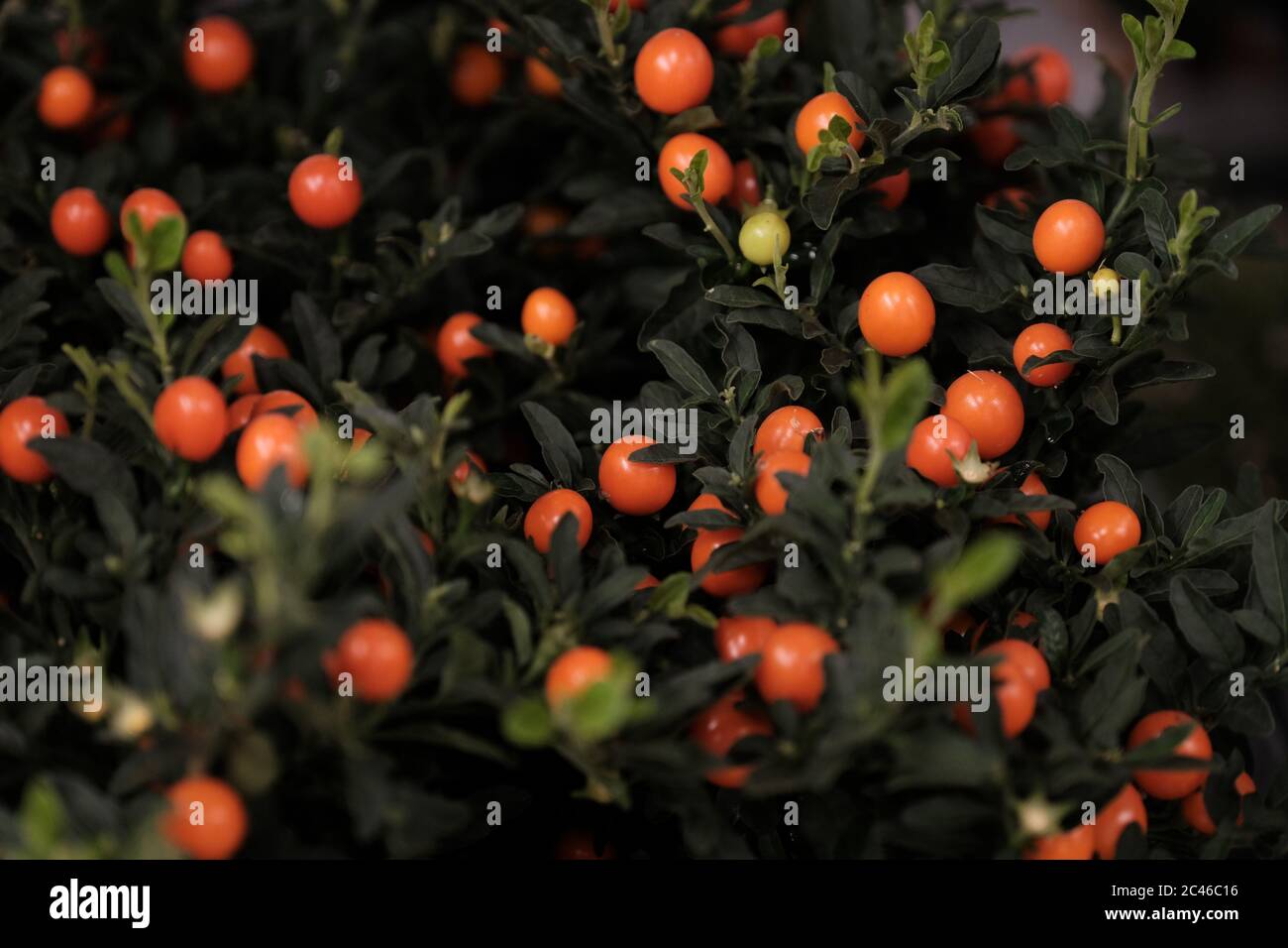 Solanum winter cherry - flowering plant with fruits Stock Photo