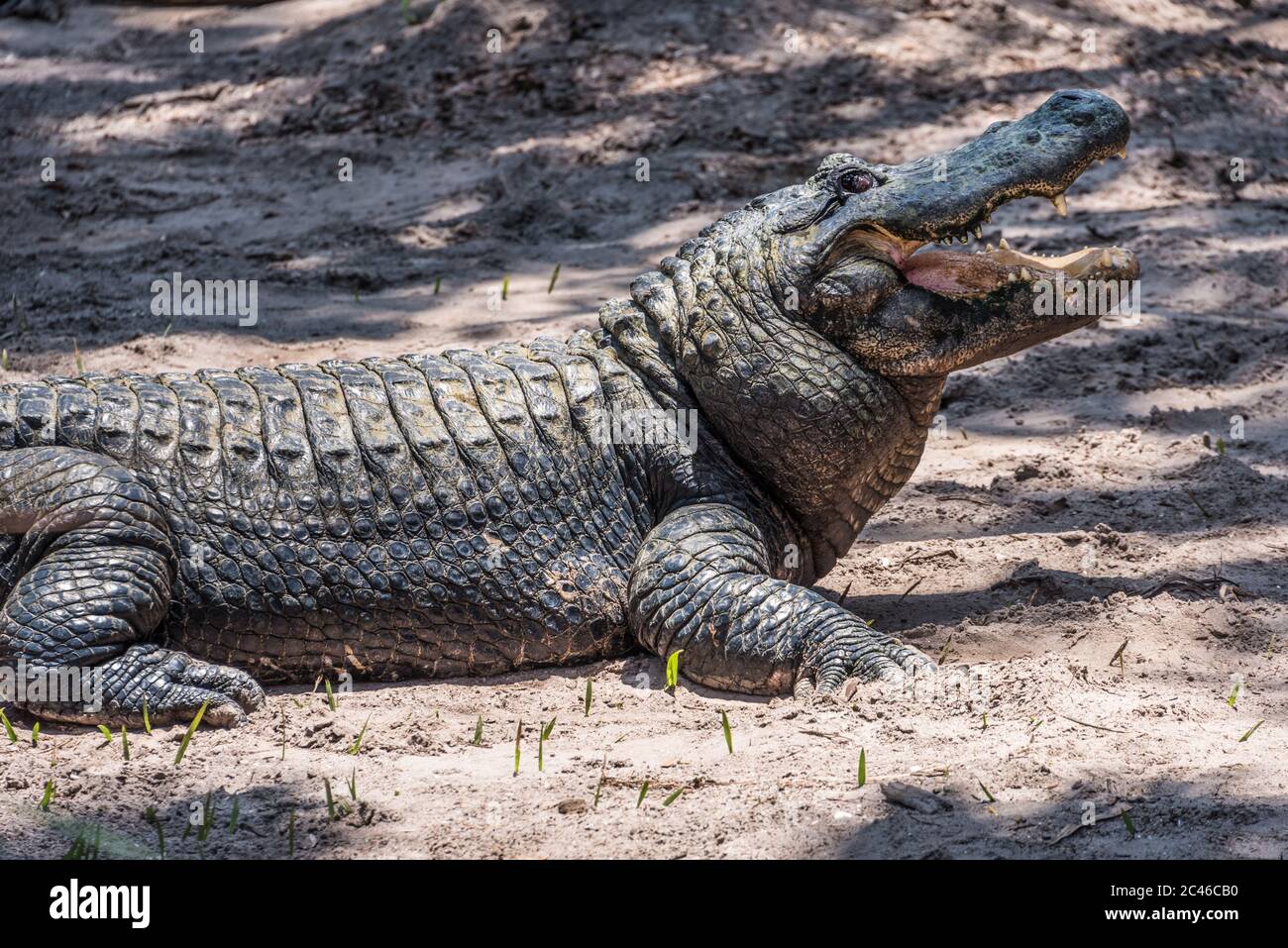 Alligator with open mouth at St. Augustine Alligator Farm Zoological Park in St. Augustine, Florida. (USA) Stock Photo