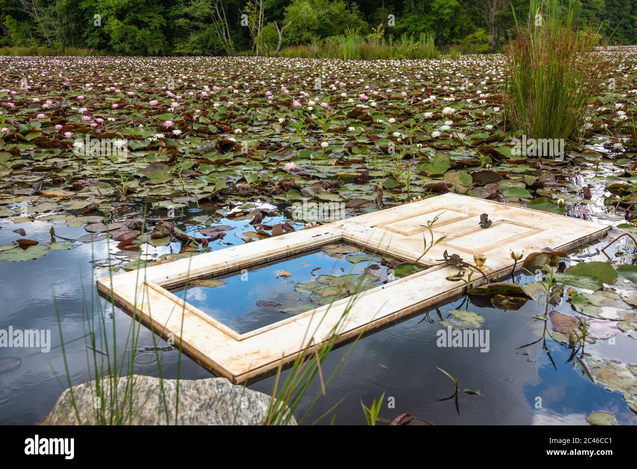 Door floating in lily pad covered lake in Lawrenceville, Georgia. (USA) Stock Photo