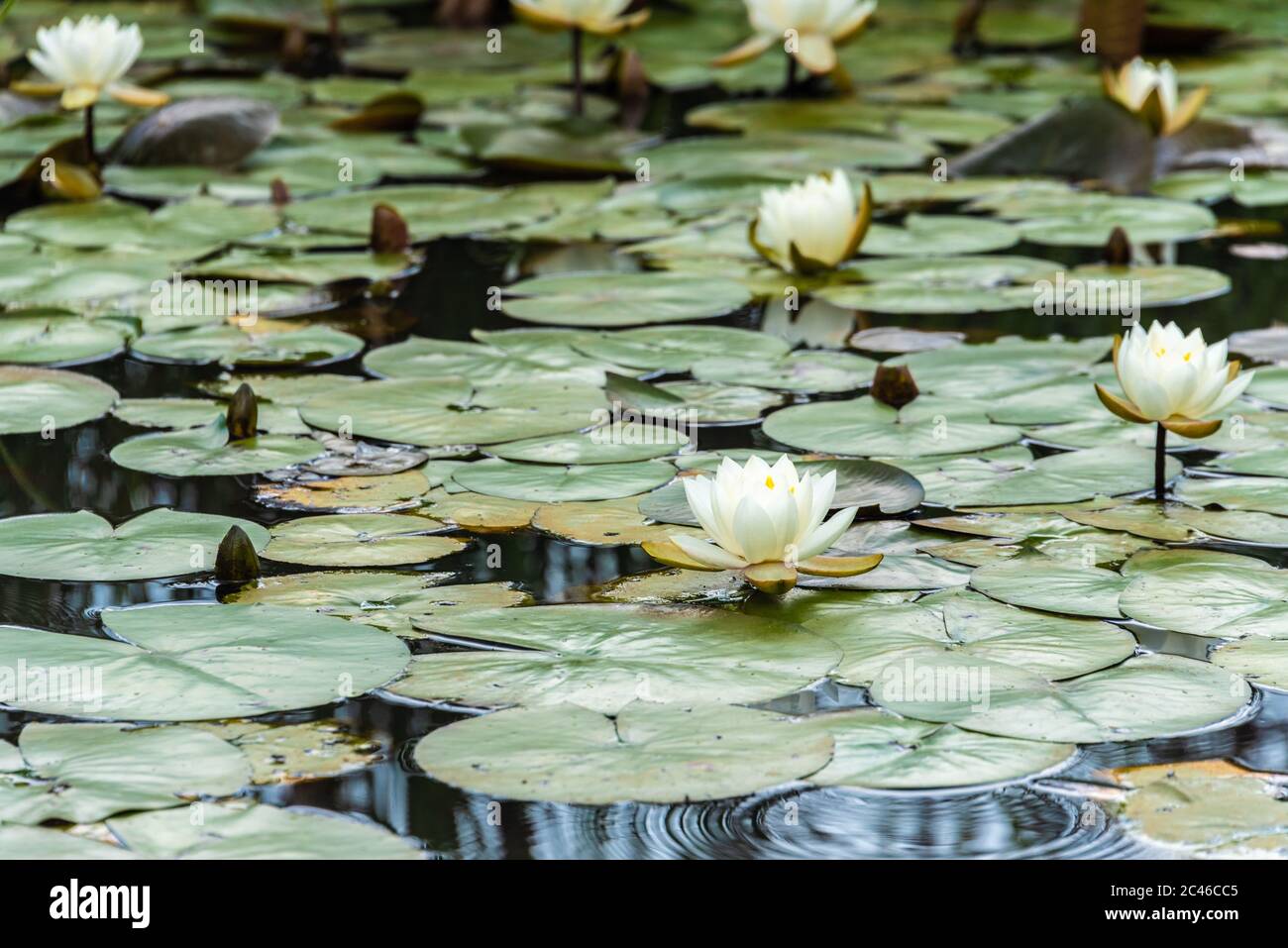 Blossoming water lilies in Lawrenceville, Georgia. (USA) Stock Photo