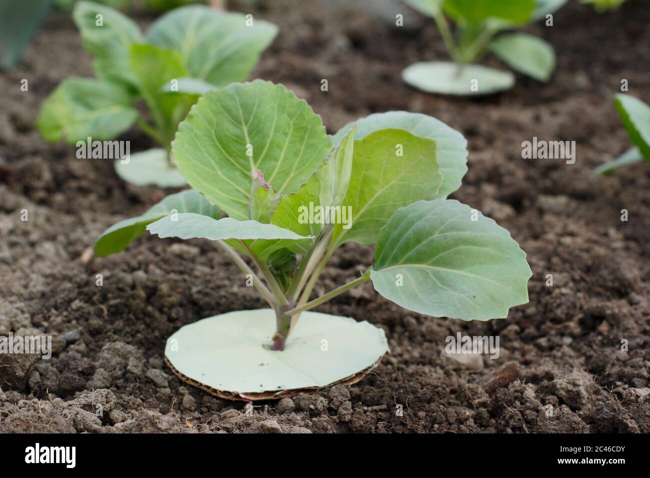 Homemade cardboard cabbage collar to protect young plants from root