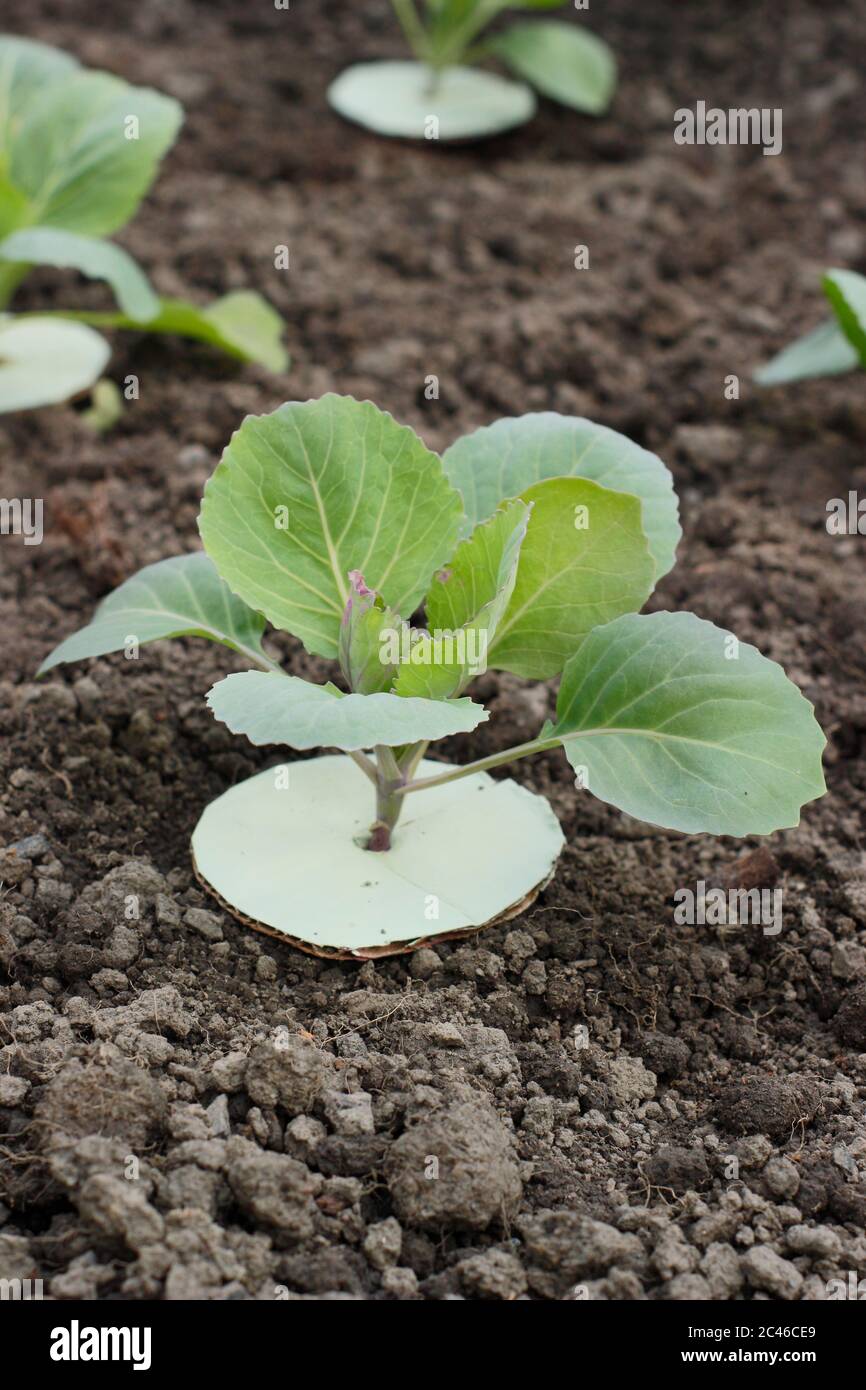 Homemade cardboard cabbage collar to protect young plants from root