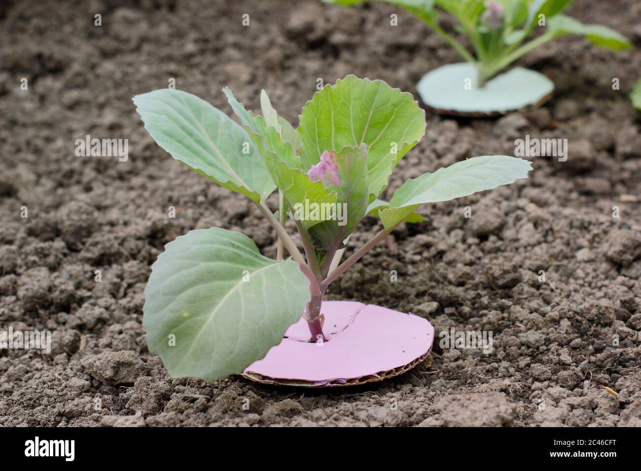 Homemade cardboard cabbage collar to protect young plants from root