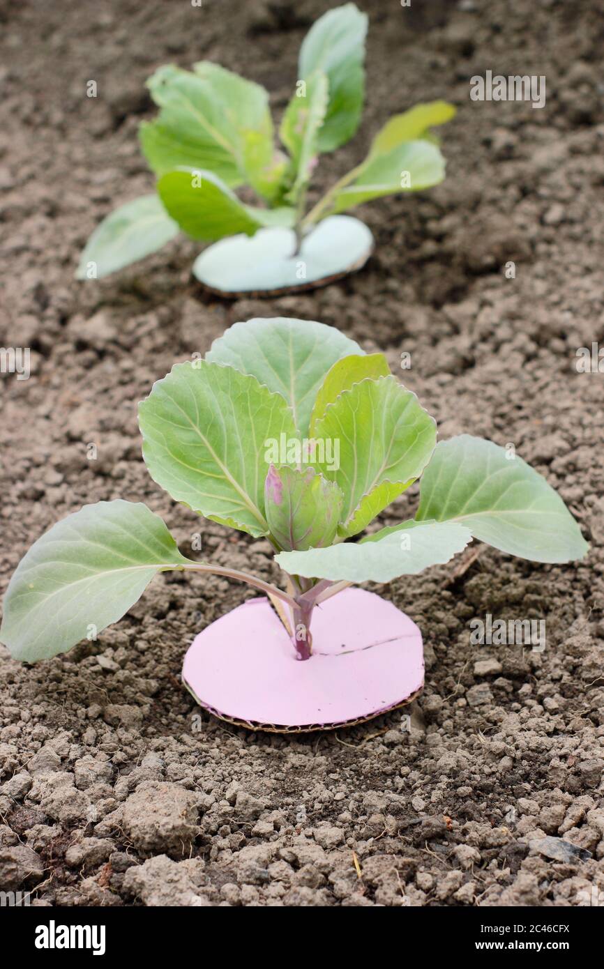 Cabbage collars hires stock photography and images Alamy