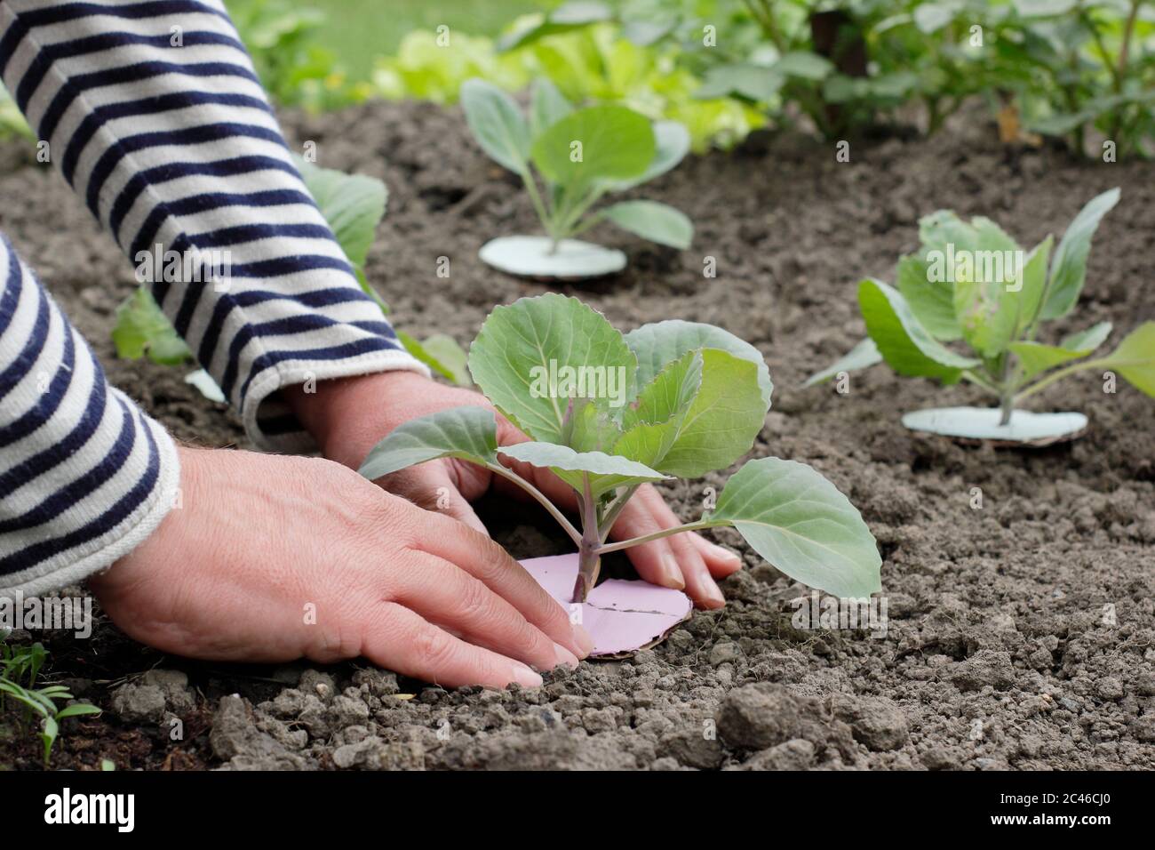 Protecting brassicas. Man adding cabbage collar to protect young plants from root maggots. Brassica oleracea capitata 'Golden Acre/Primo'. Stock Photo
