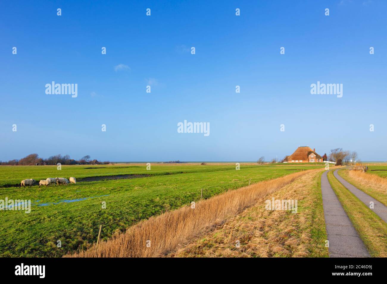 Landscape in North Frisia with sheep and farmhouse Stock Photo