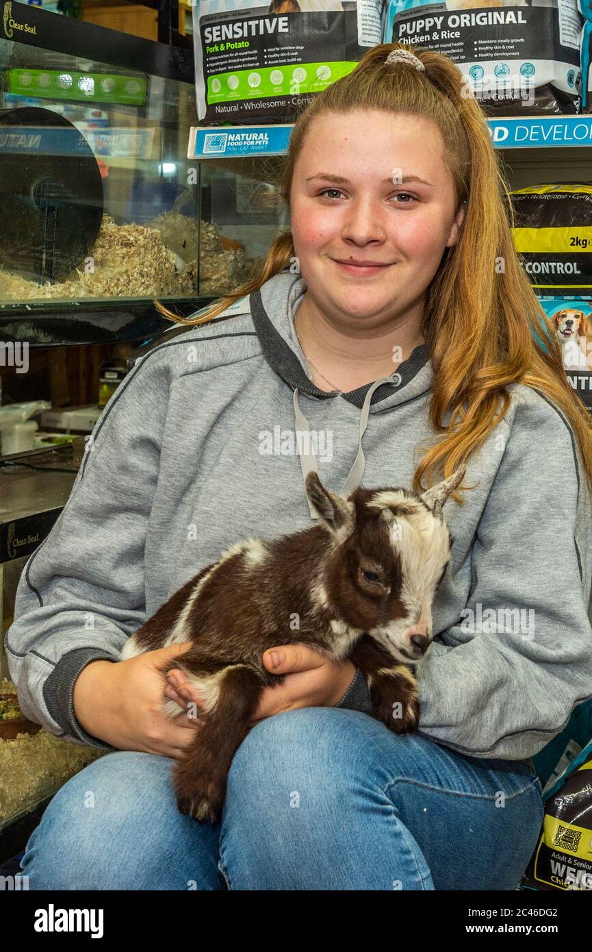 Bantry, West Cork, Ireland. 24th June, 2020. Bonnie Dale of Bantry Pet