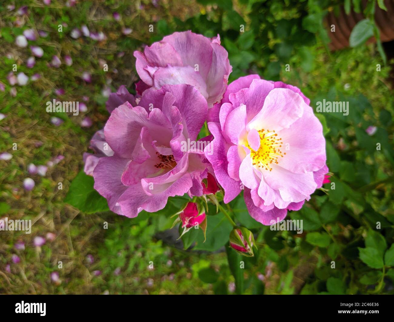 Delicate rose cluster hi-res stock photography and images - Alamy