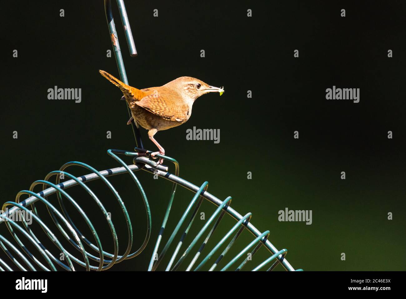 House Wren perched on a metallic bird feeder, holding a bug in it's beak. Stock Photo