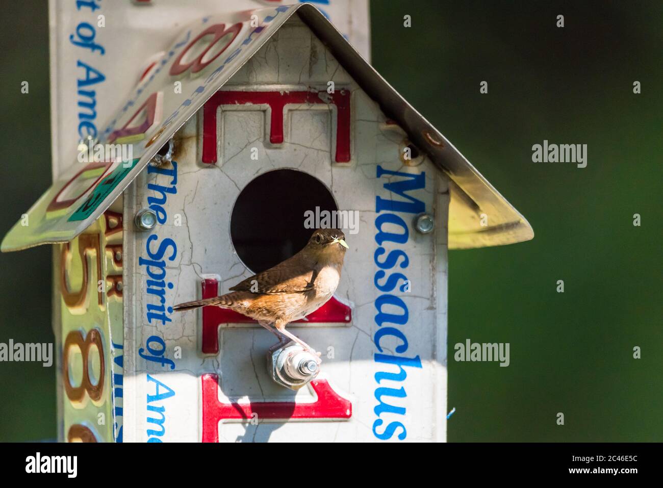 House Wren perched in front of a birdhouse holding a bug in it's mouth. Stock Photo
