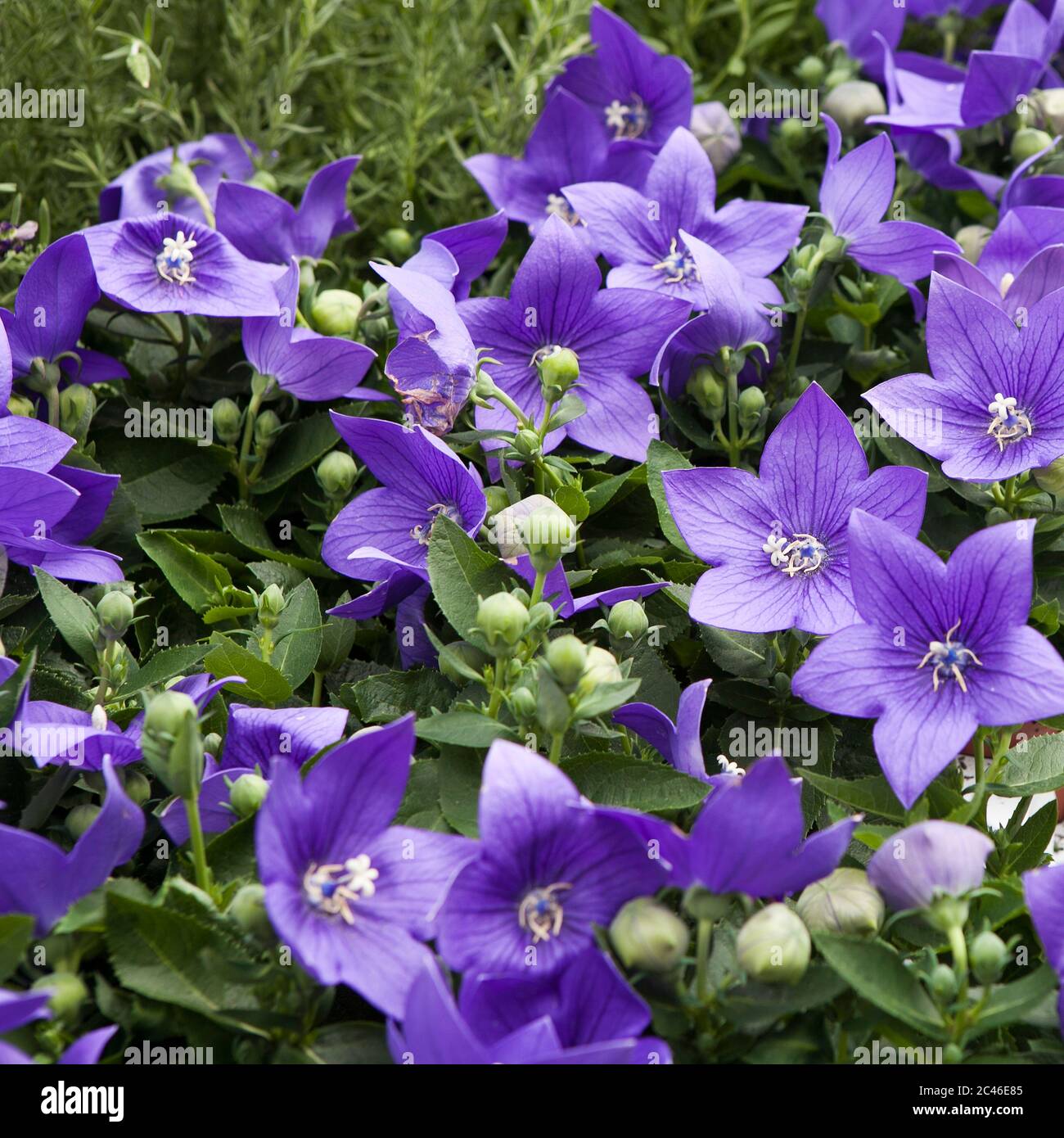 Campanula persicifolia ( Bellflower peach leaves , Campanula Persian or stick Jacob), purple bell flowers in summer garden. Background Stock Photo