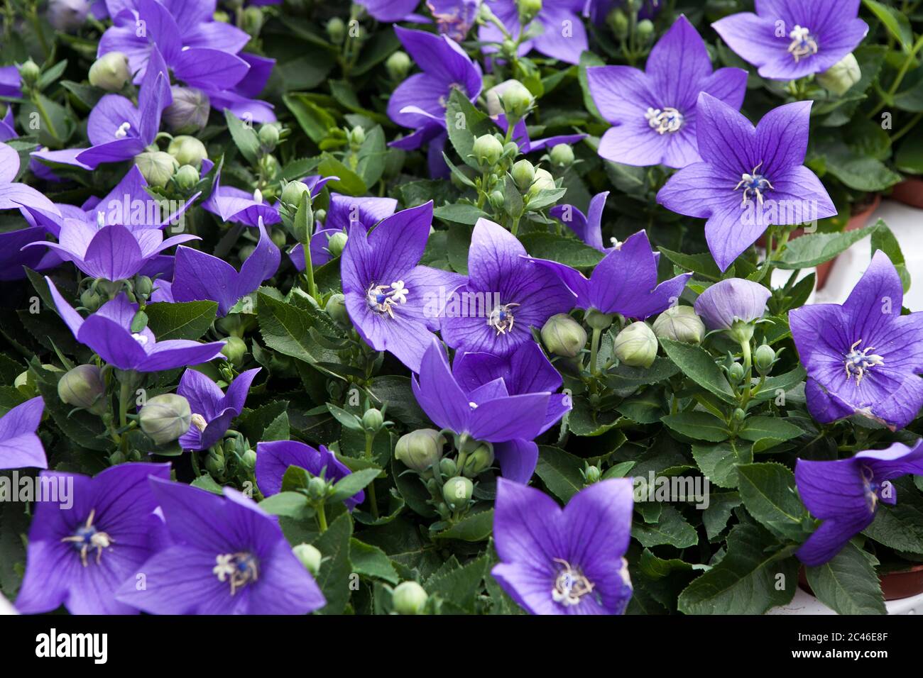 Campanula persicifolia ( Bellflower peach leaves , Campanula Persian or stick Jacob), purple bell flowers in summer garden. Background Stock Photo