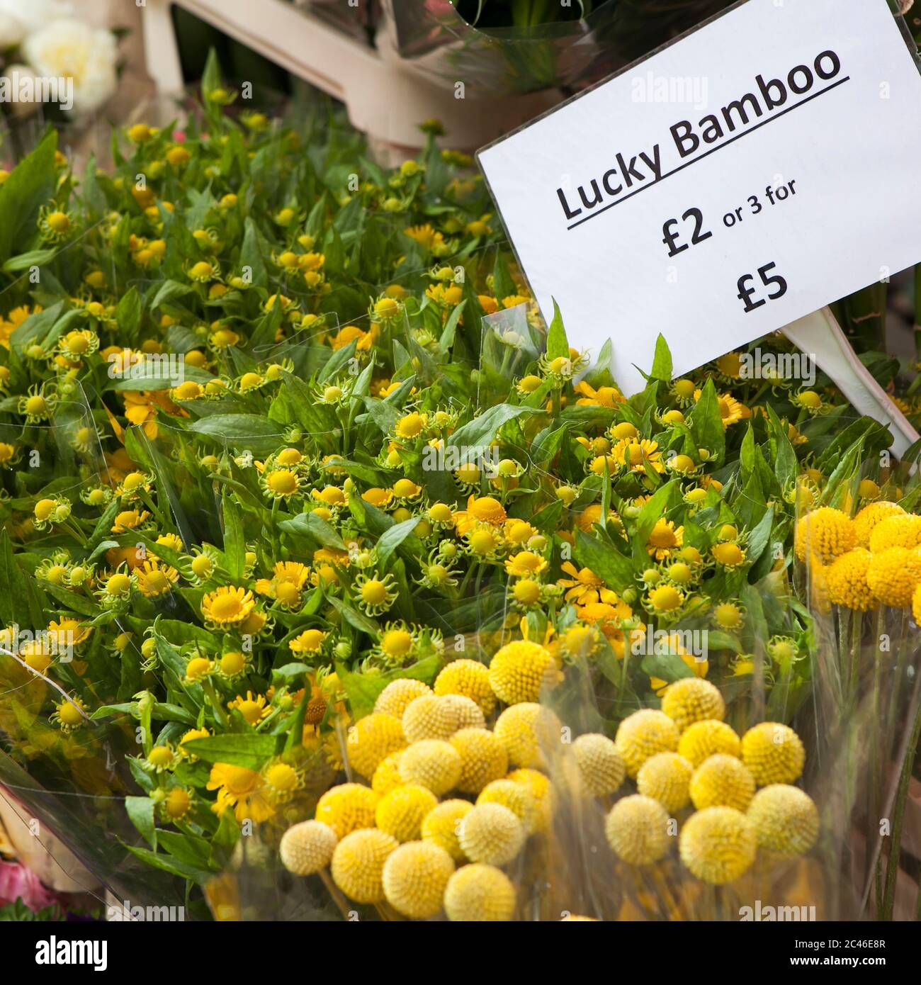 indoor prickly pear cactus Cactus Prickly Pear  ShopTropicals