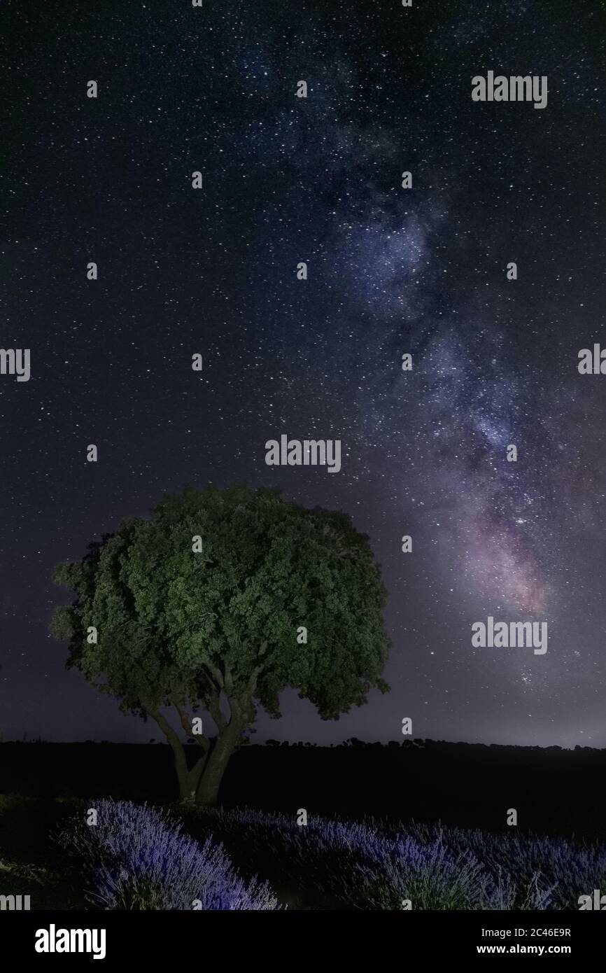 Mesmerizing vertical shot of tree under a starry night milky way Stock ...