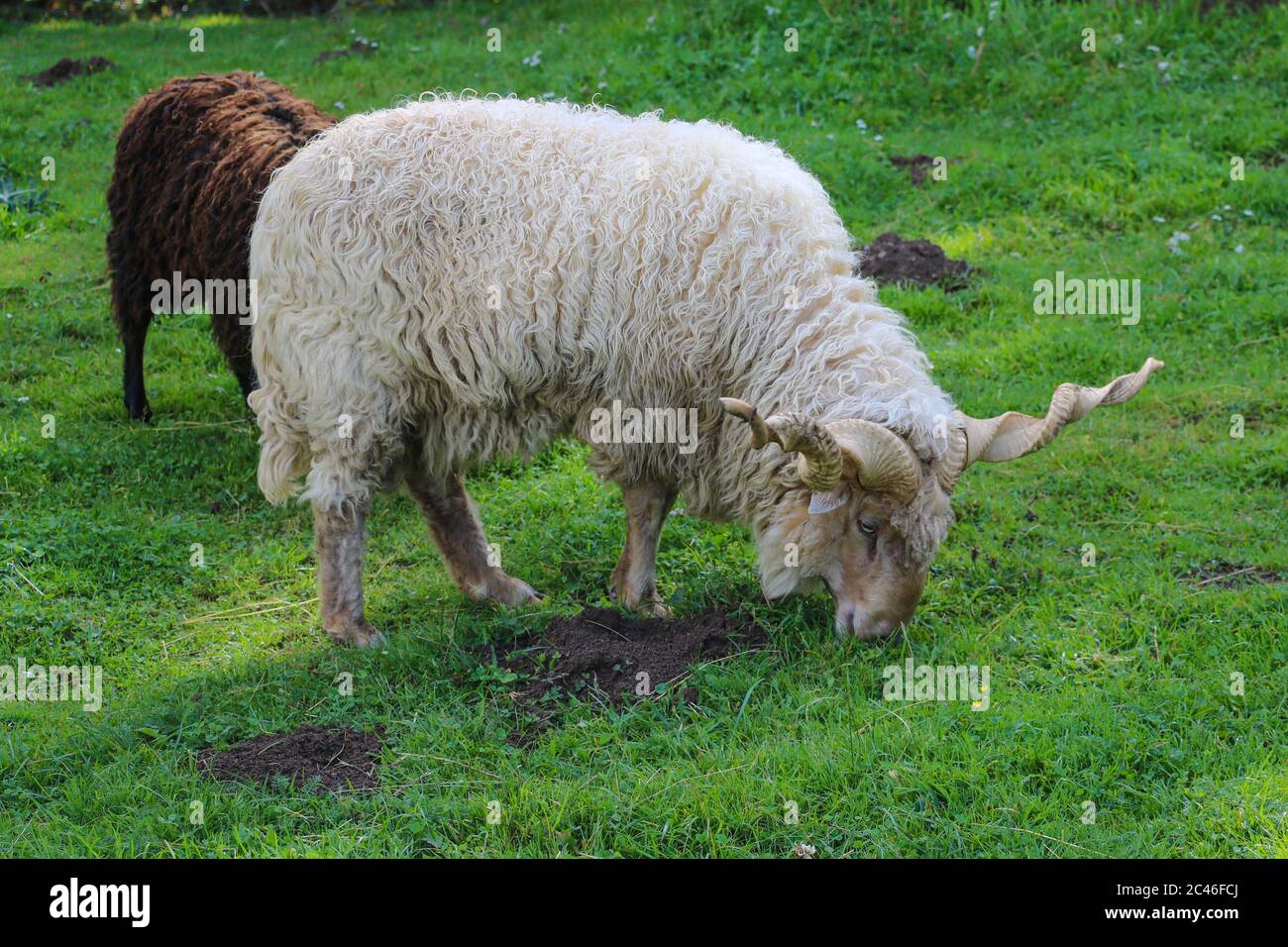 Spiral horned Racka eating grass. Selectibe focus Stock Photo