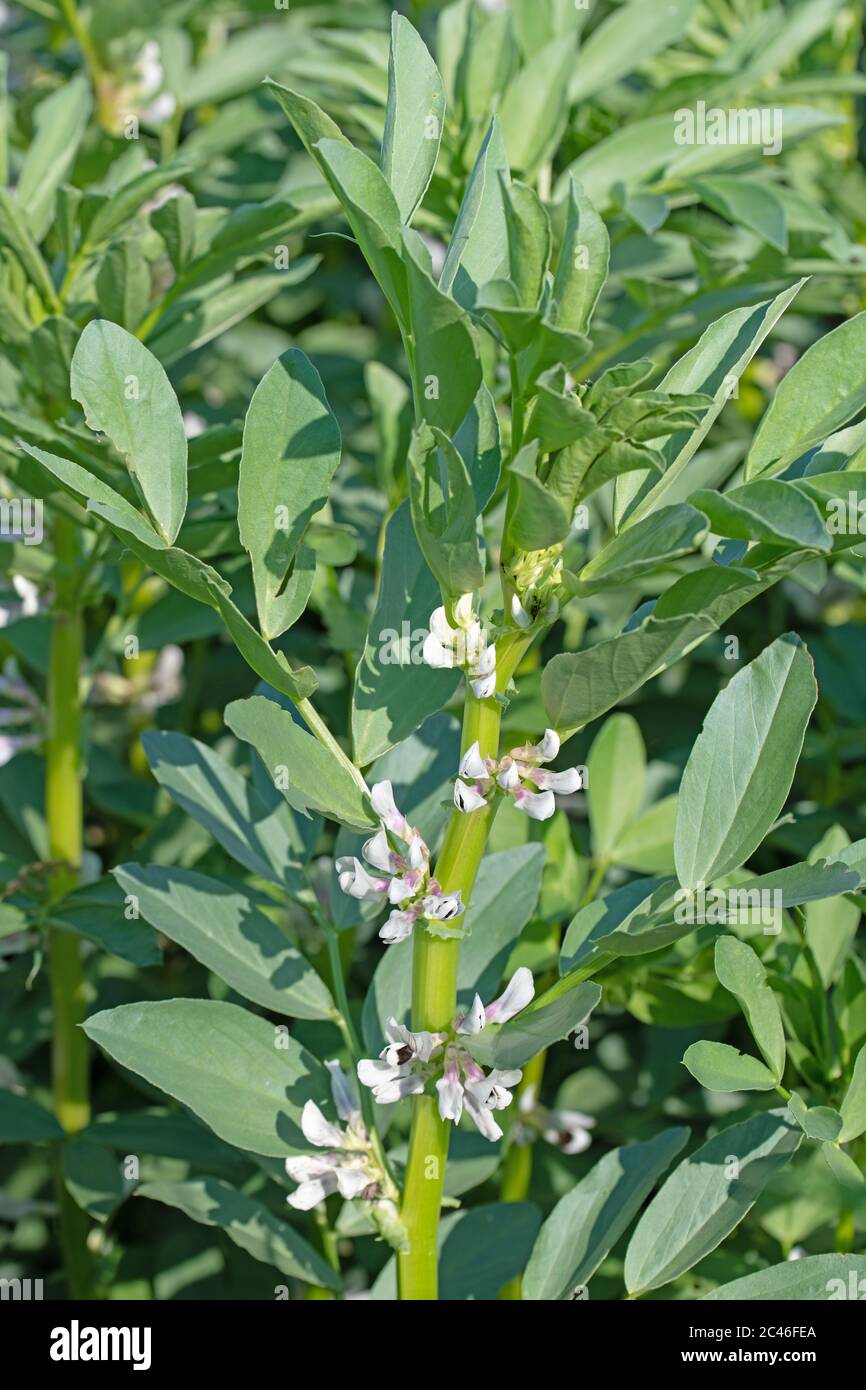 Flowering broad bean, Vicia faba, in early summer Stock Photo