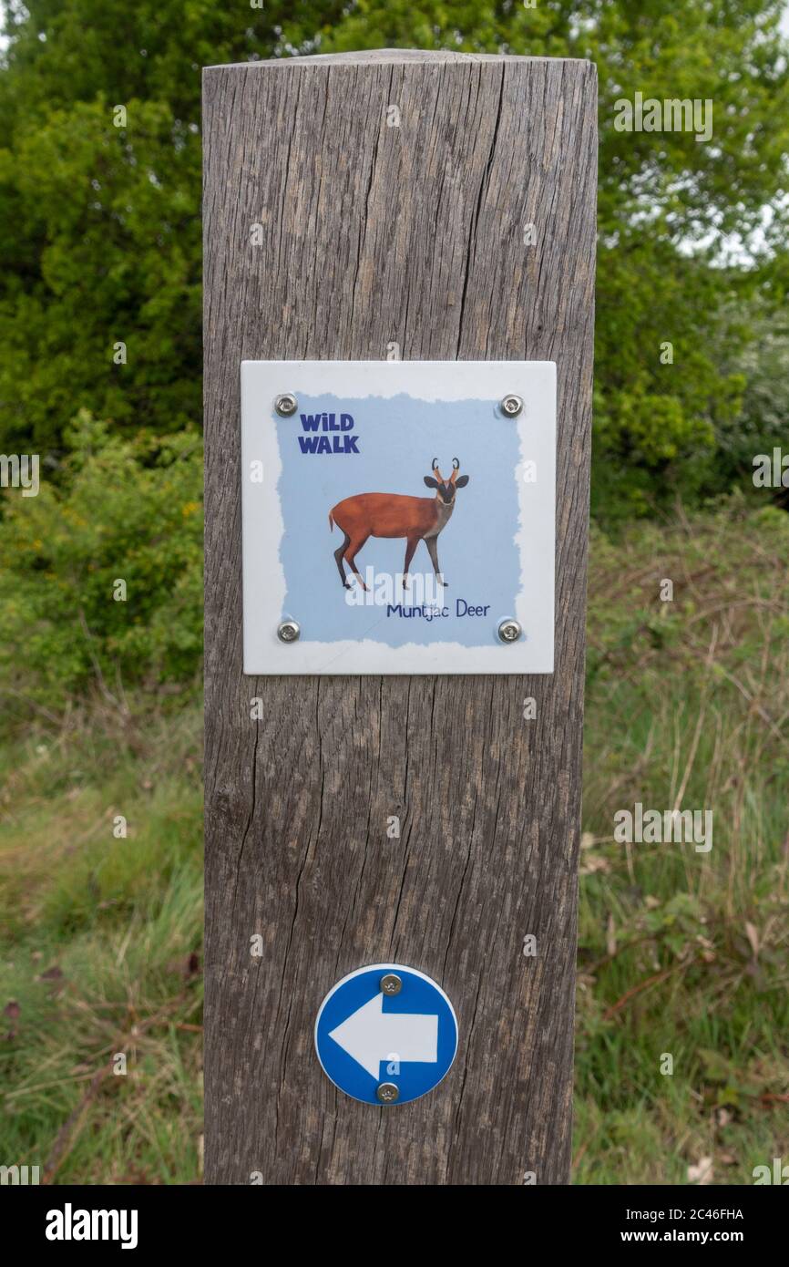 Marker/direction post for a Wild Walk (showing a Muntjac Deer) on Hounslow Heath, London, UK. Stock Photo