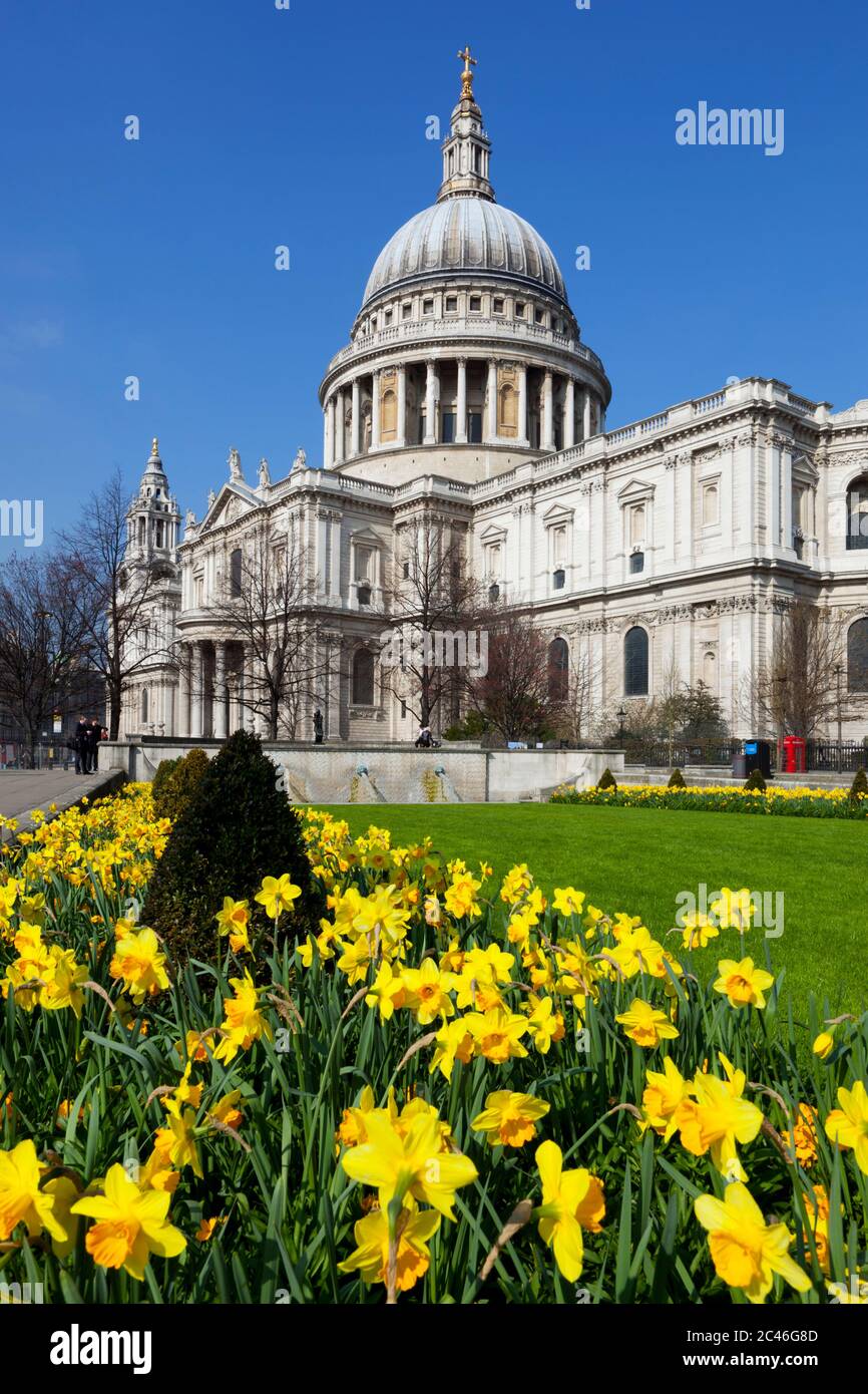 St Paul's Cathedral with Spring Daffodils, London, England, United Kingdom, Europe Stock Photo