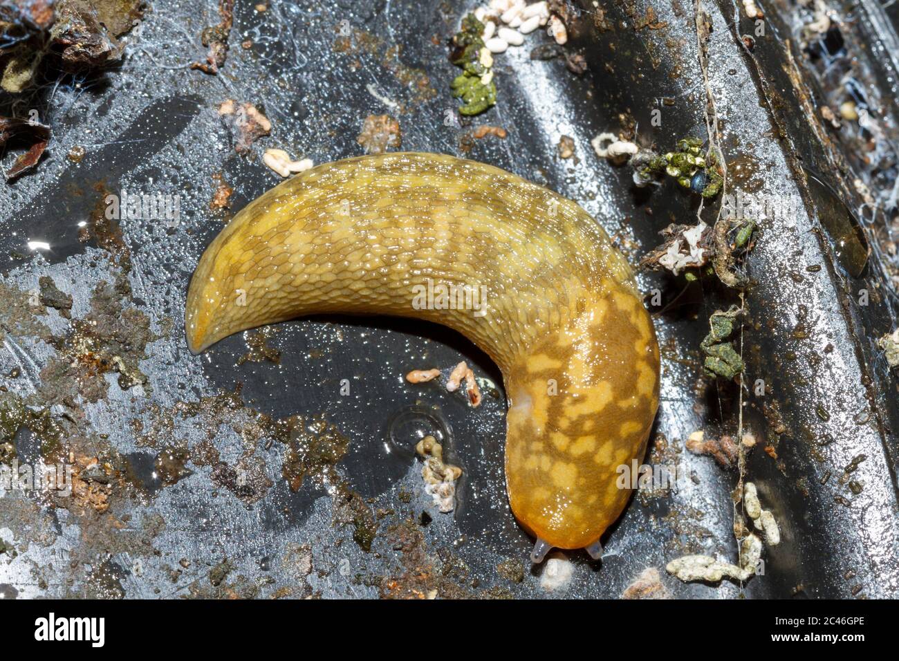 Капустный СЛИЗЕНЬ. Limacus maculatus. Что делают слизни с капустой. СЛИЗЕНЬ проглотил человека.