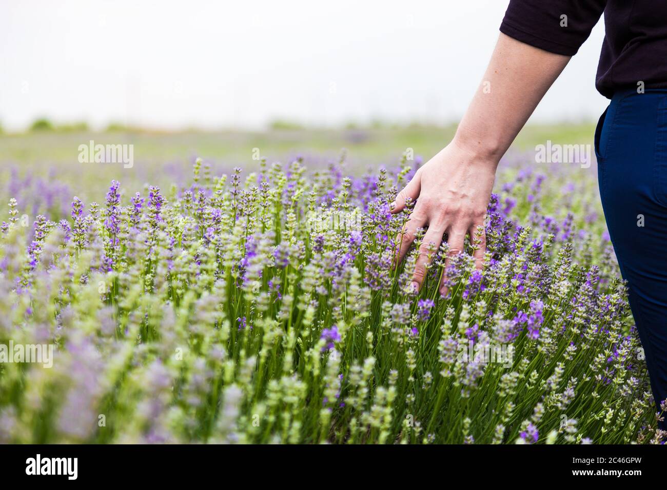 Person touching Lavender in the field Stock Photo