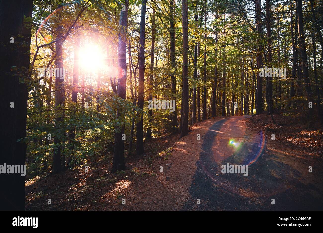 Sun shining through the trees of the forest Stock Photo