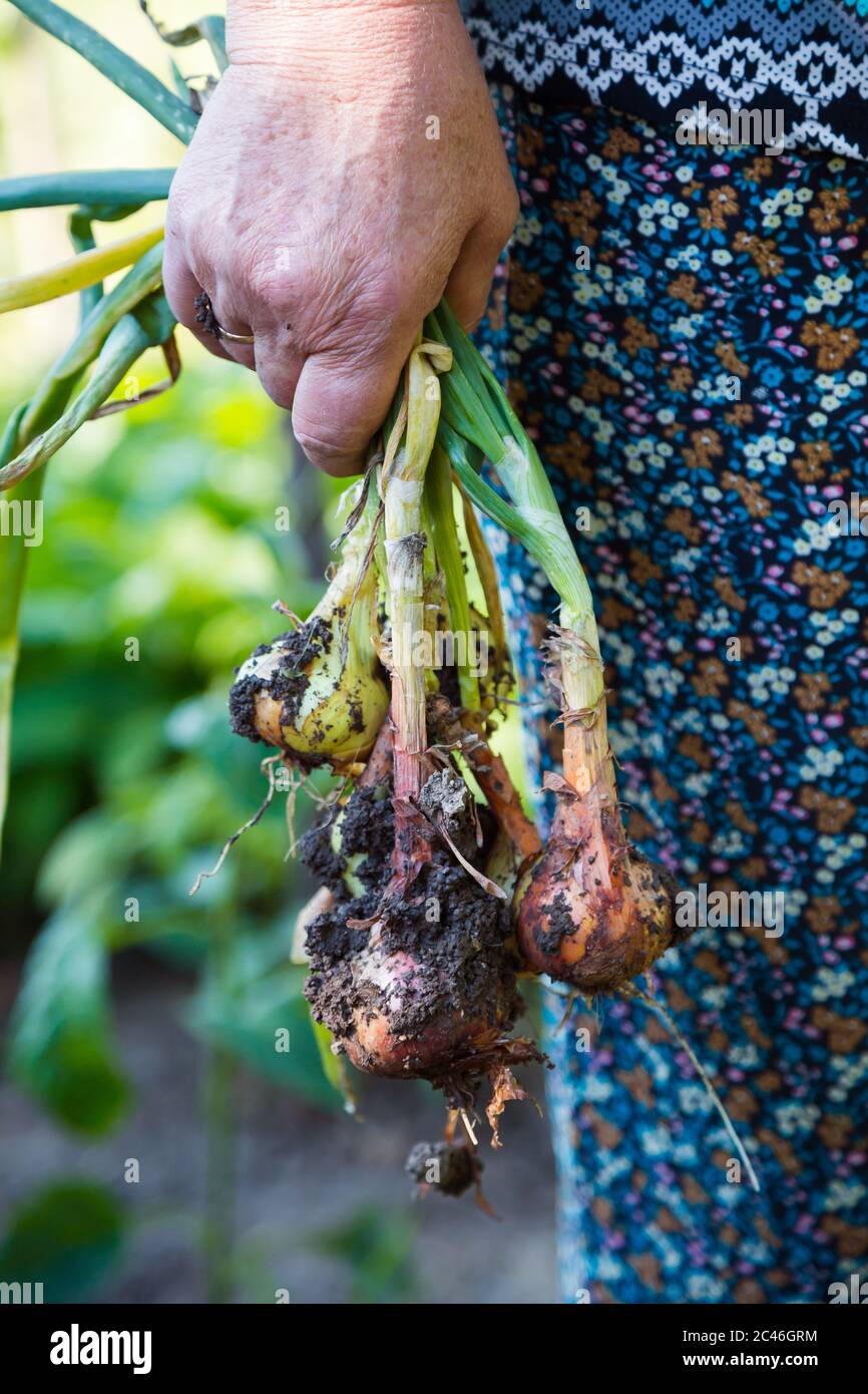 The hand of an elderly woman holding onions Stock Photo