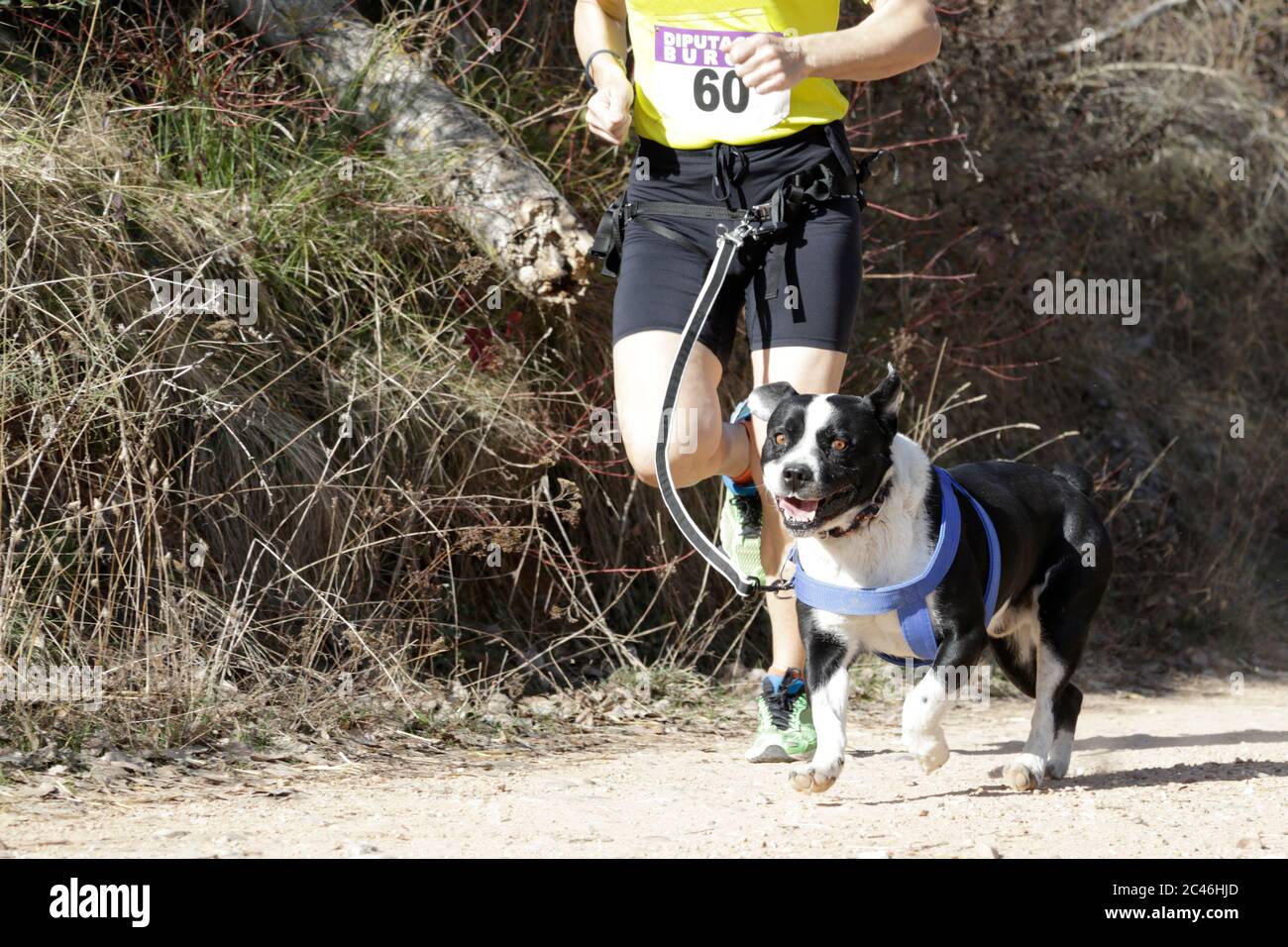 Dog and man taking part in a popular canicross race Stock Photo - Alamy