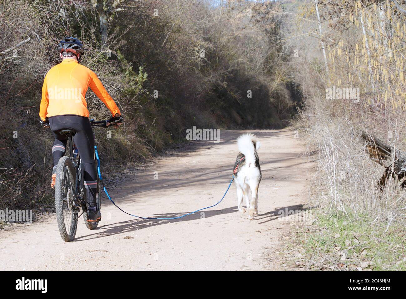 Dog and man taking part in a popular canicross race Stock Photo - Alamy