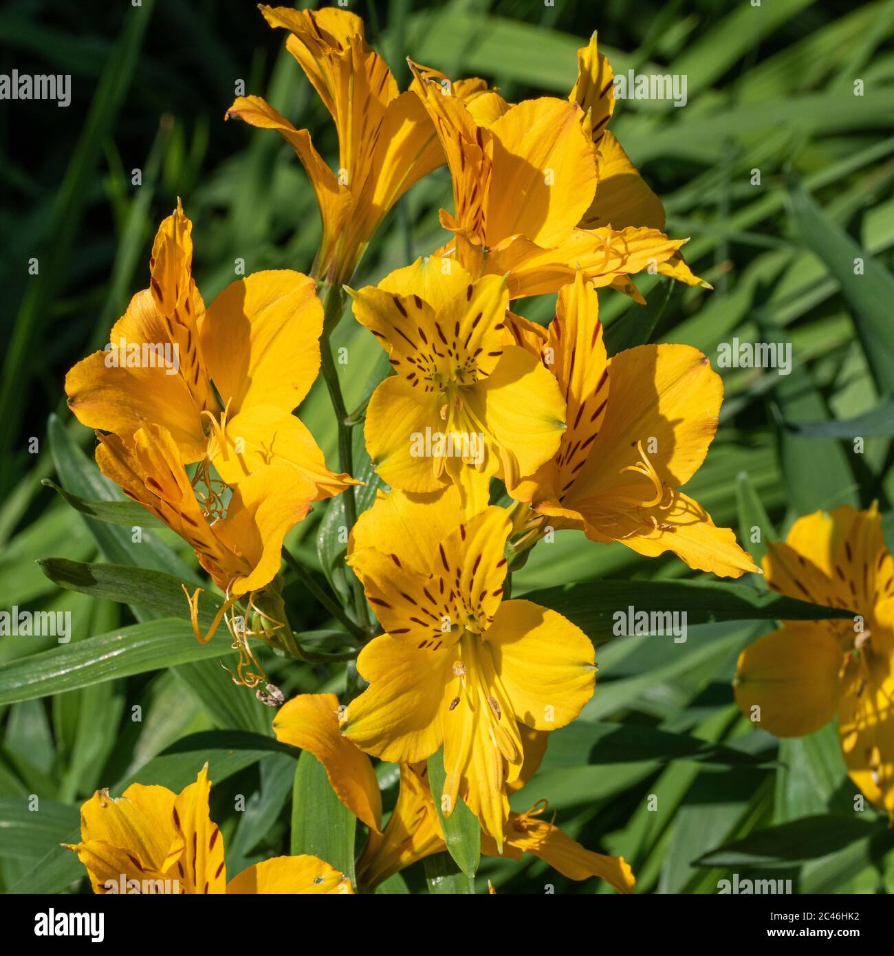 Bright Yellow and Maroon Speckled Alstroemeria Flowers in Full Bloom in a Garden in Alsager Cheshire England United Kingdom UK Stock Photo