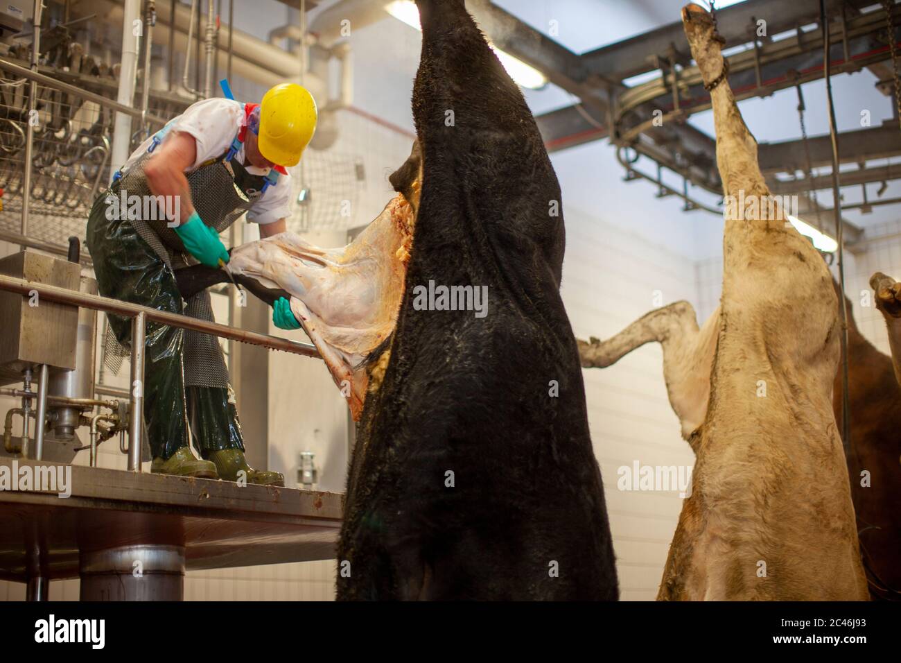 Meat Processing Plant High Resolution Stock Photography and Images Alamy