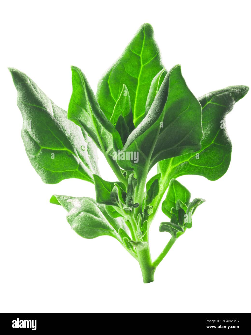 New Zealand spinach (Tetragonia tetragonoides) isolated w clipping paths Stock Photo