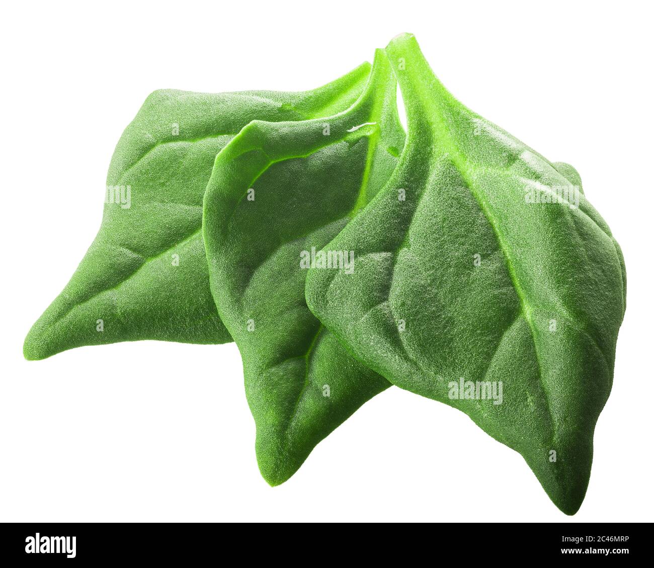 New Zealand spinach (Tetragonia tetragonoides) isolated w clipping paths, top view Stock Photo