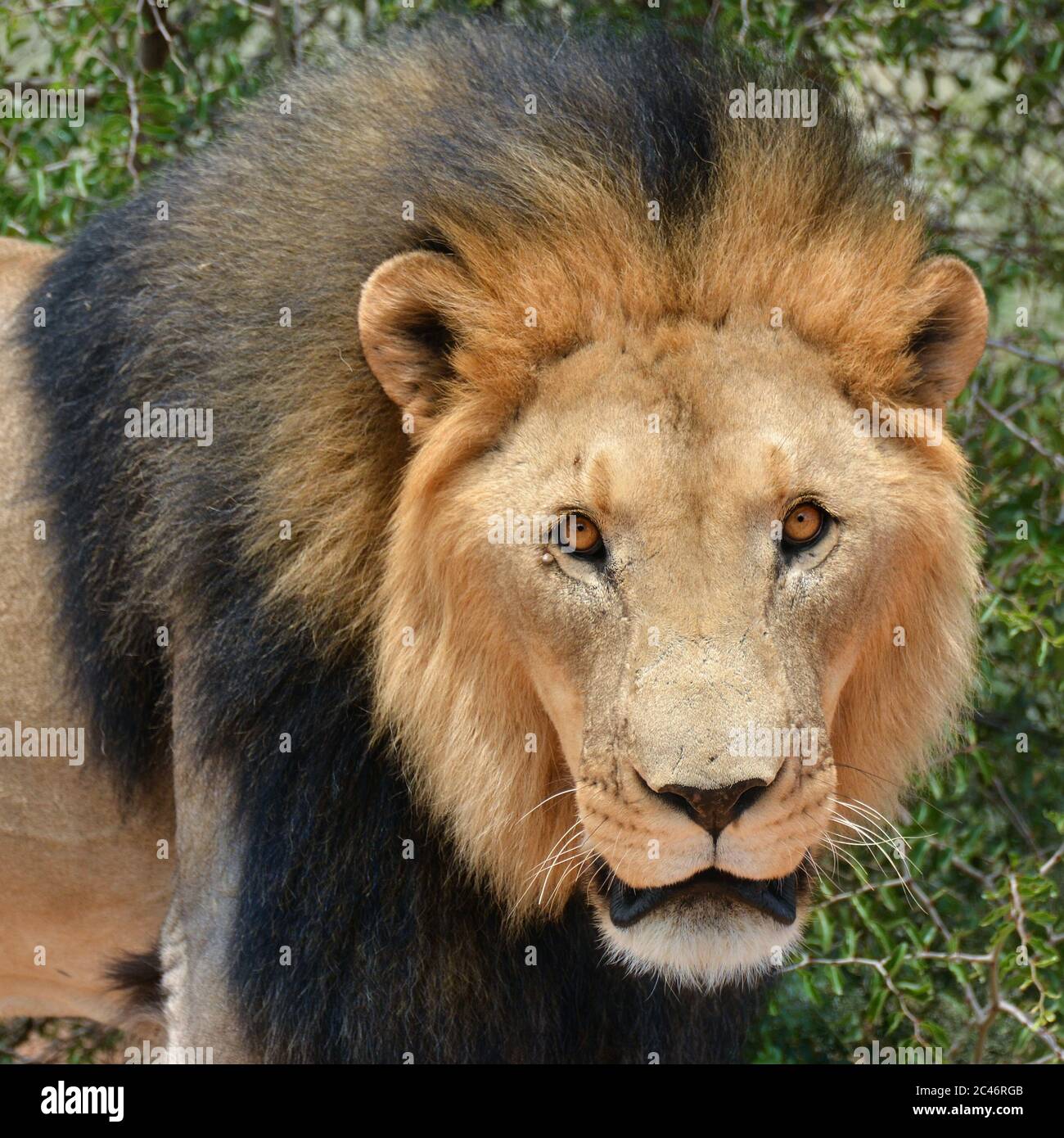 Male lion golden mane looking hi-res stock photography and images - Alamy