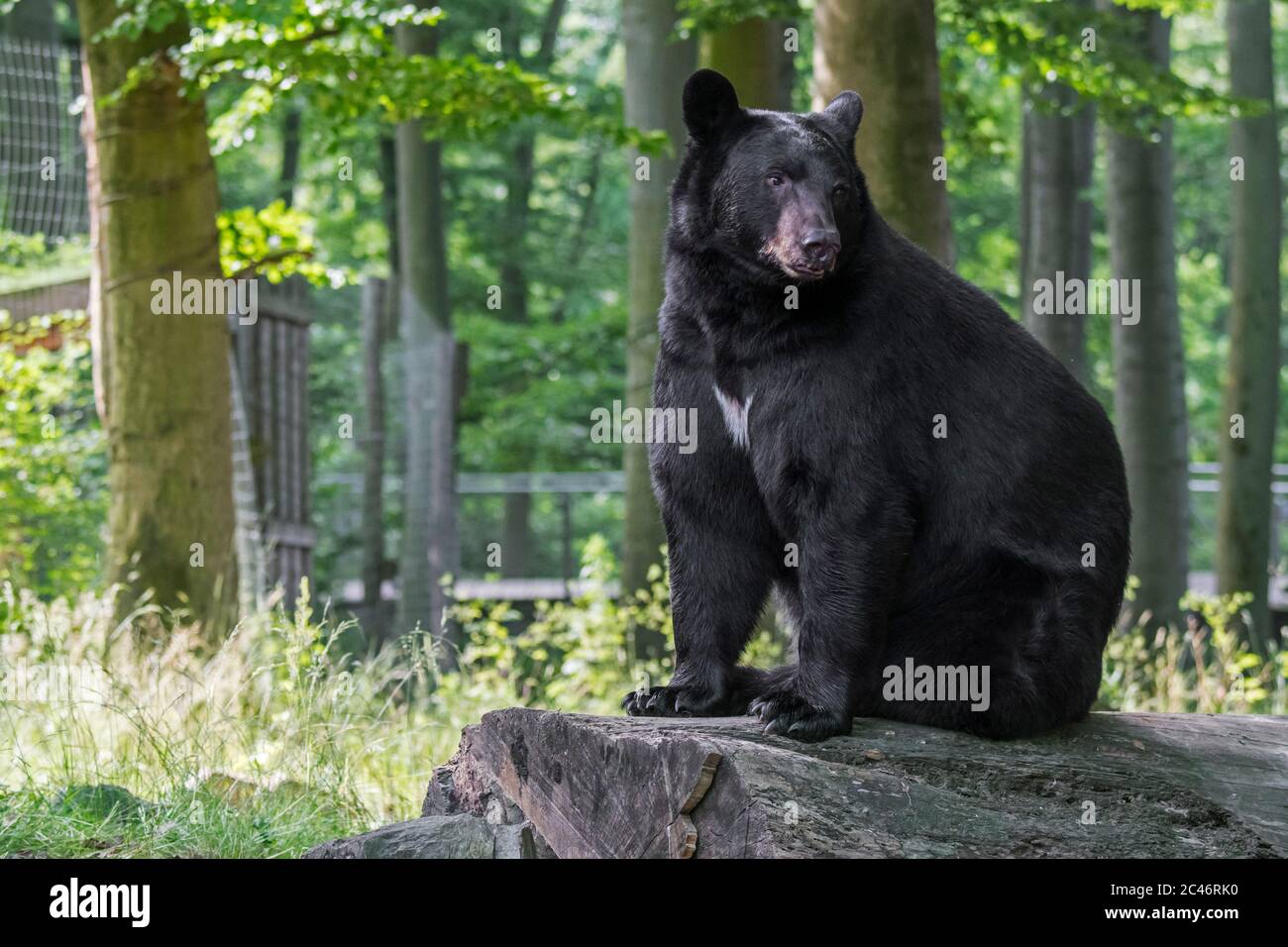American black bear (Ursus americanus) in the German Zoo Osnabrück, Lower Saxony / Niedersachsen, Germany Stock Photo