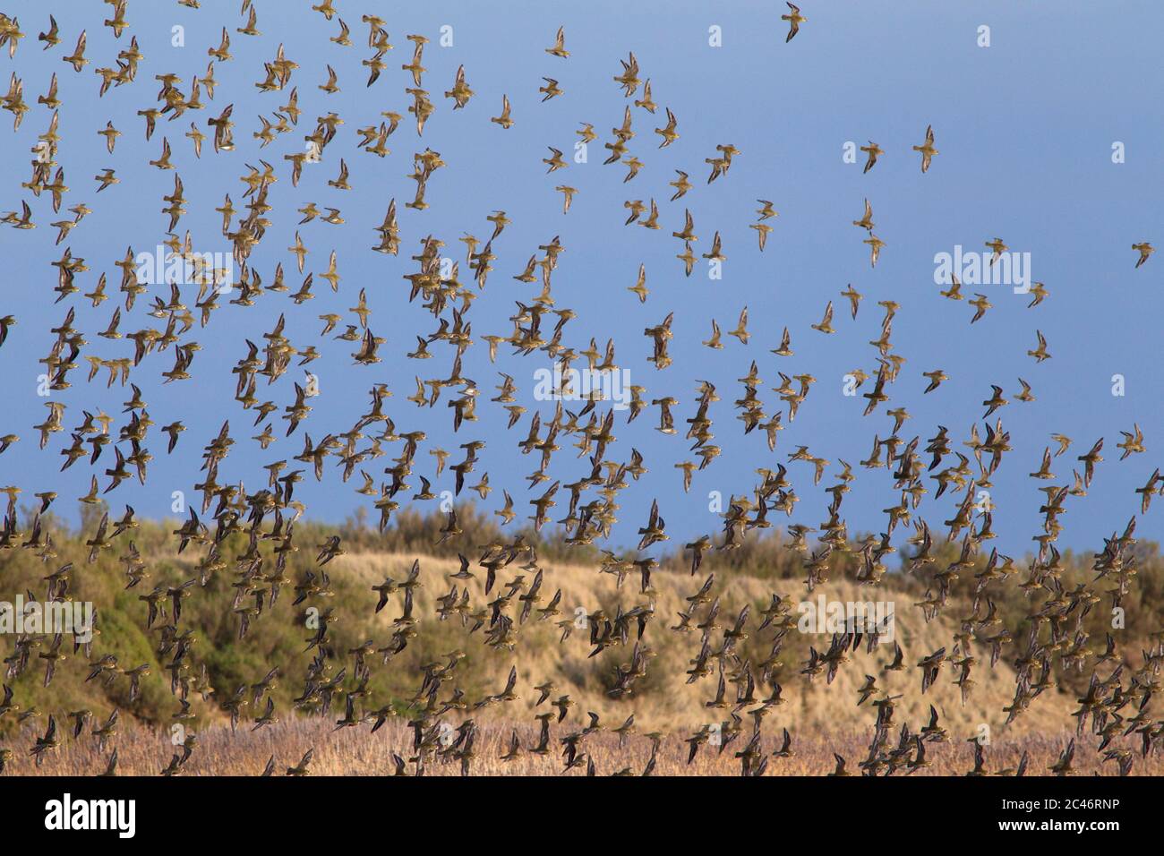 Flock of golden plovers hi-res stock photography and images - Alamy