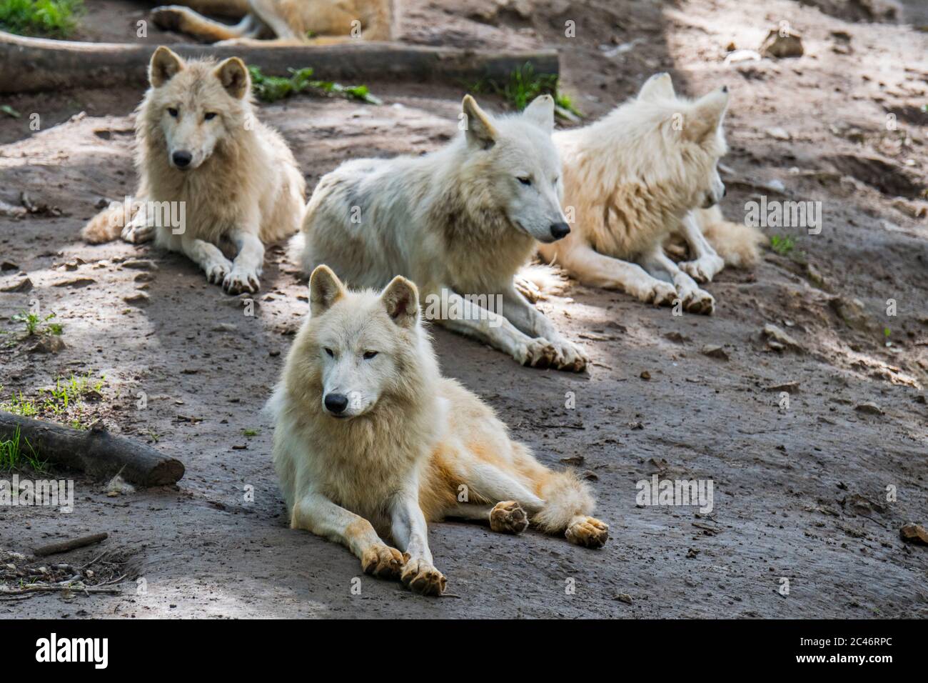 Hudson Bay wolf pack (Canis lupus hudsonicus) white wolves, native to Canada, resting near den Stock Photo