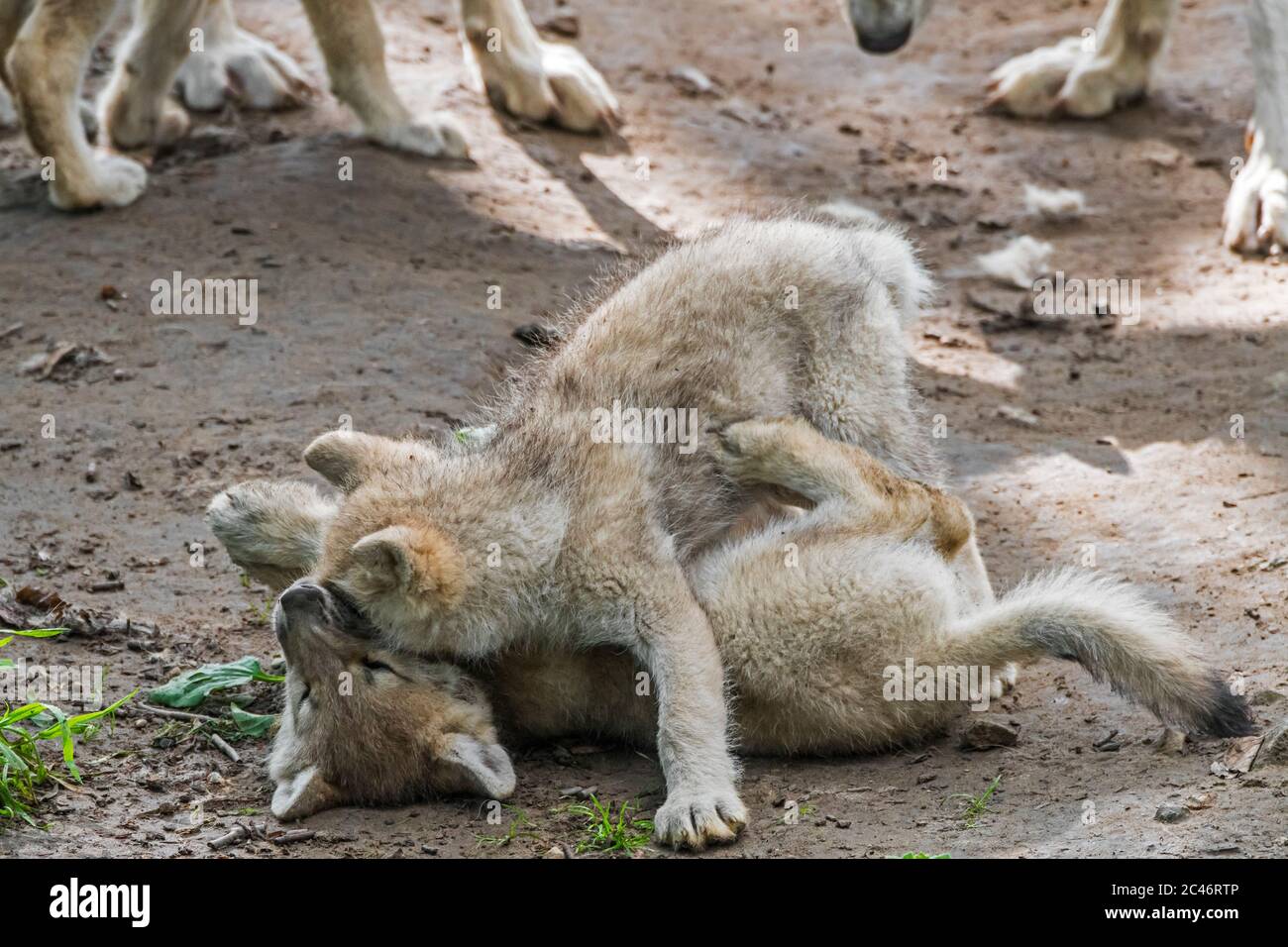 Hudson Bay wolves (Canis lupus hudsonicus) two white wolf pups playing near den among adults, native to Canada Stock Photo