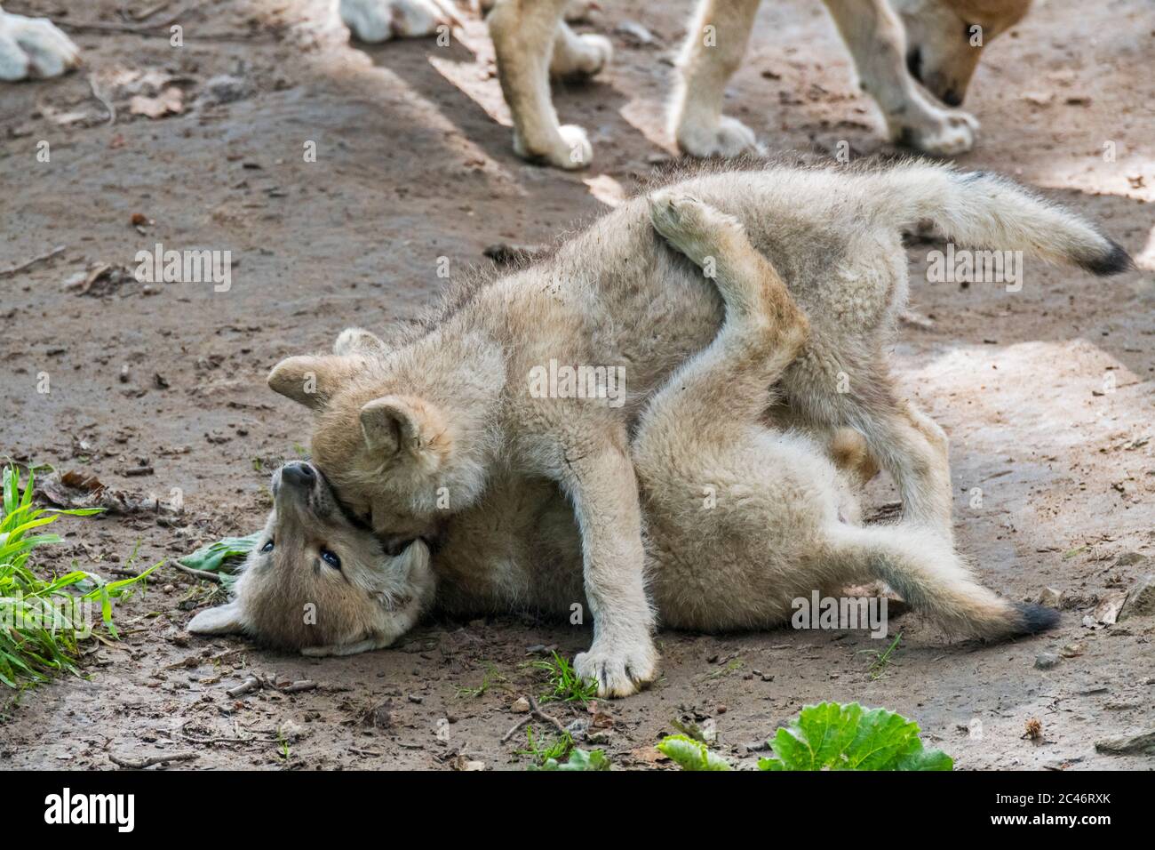 Hudson Bay wolves (Canis lupus hudsonicus) two white wolf pups playing near den, native to Canada Stock Photo