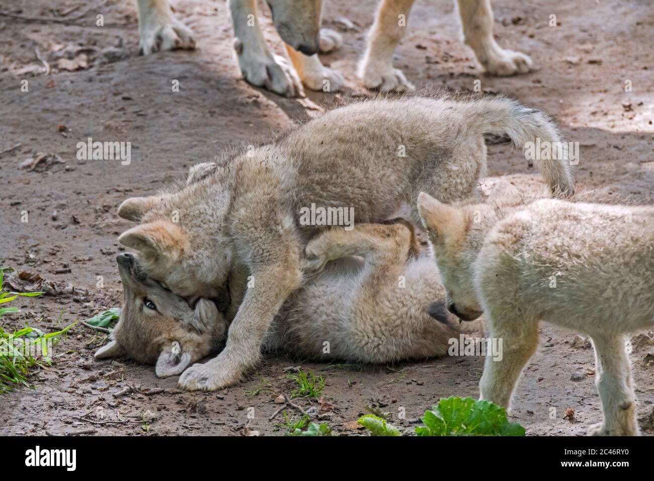 Hudson Bay wolves (Canis lupus hudsonicus) two white wolf pups playing near den, native to Canada Stock Photo