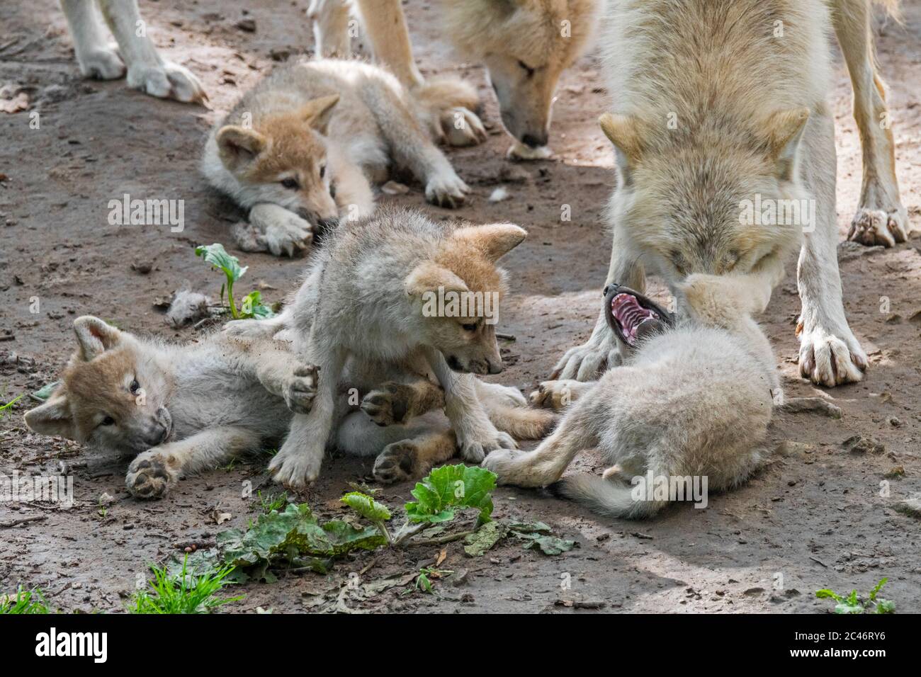 Hudson Bay wolves (Canis lupus hudsonicus) four white wolf pups playing near den with adult, native to Canada Stock Photo