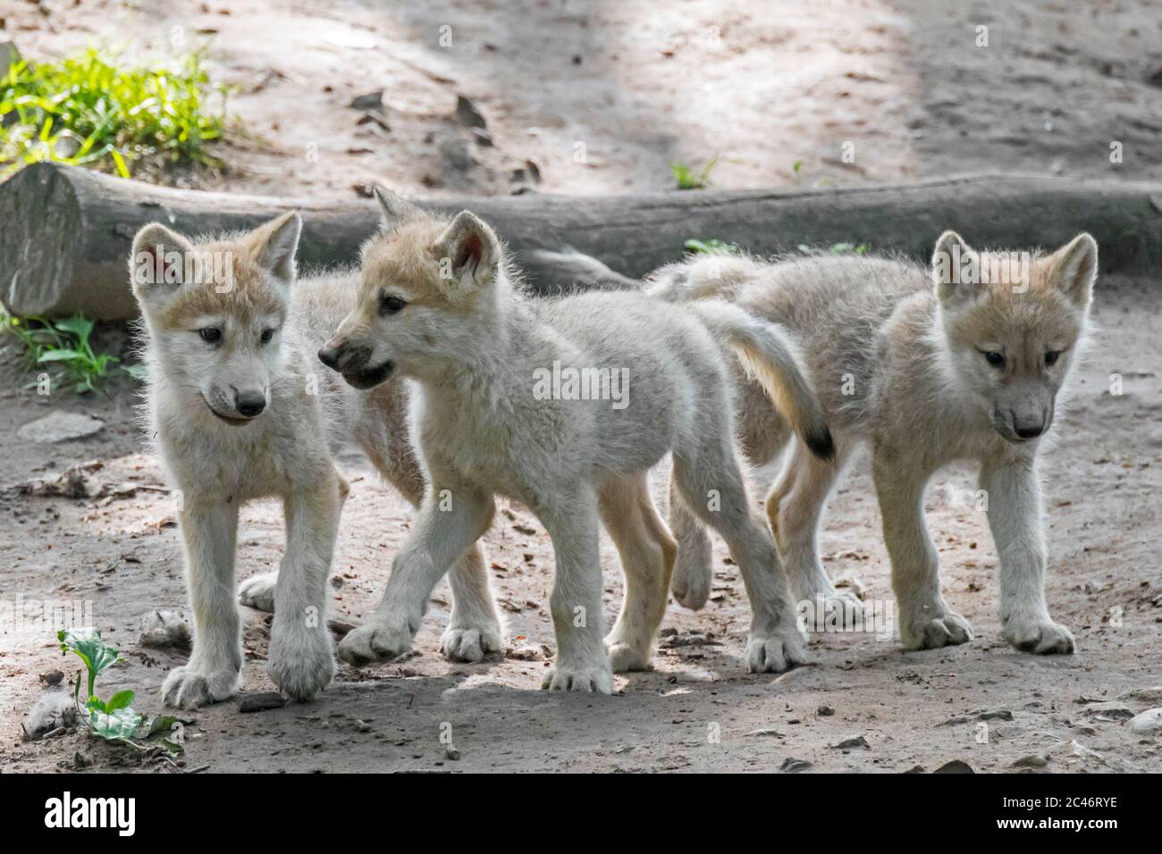 Hudson Bay wolves (Canis lupus hudsonicus) three white wolf pups near den, native to Canada Stock Photo