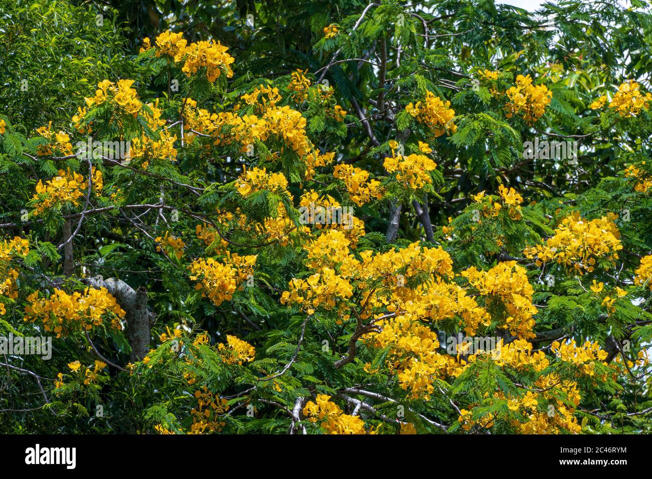 Copperpod a.k.a. yellow poinciana tree (Peltophorum pterocarpum) - Davie, Florida, USA Stock Photo