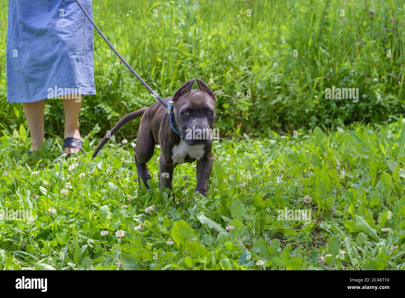American Staffordshire Terrier walks in a meadow on a leash Stock Photo