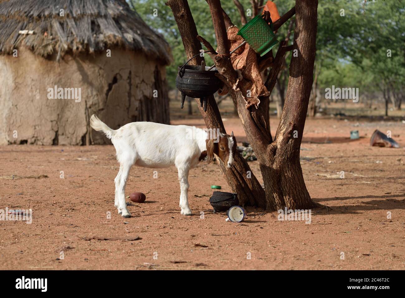 Goat in the traditional african himba tribe village, Namibia Stock Photo Alamy