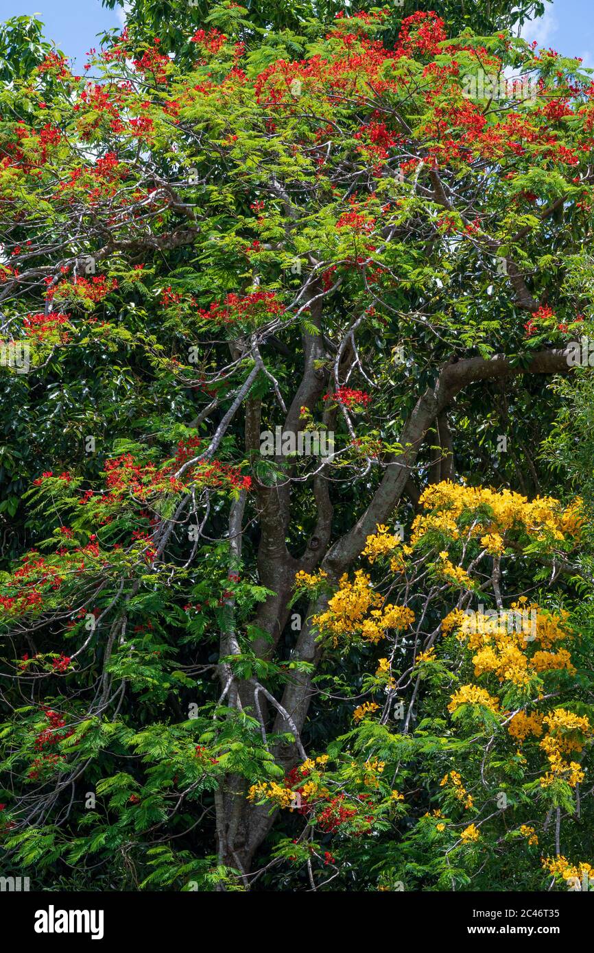 Yellow and red flowering poinciana trees (Peltophorum pterocarpum and Delonix regia) - Davie, Florida, USA Stock Photo