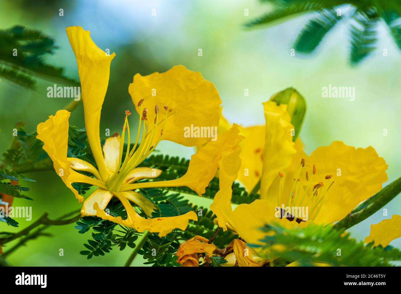 Copperpod a.k.a. yellow poinciana tree (Peltophorum pterocarpum) closeup of yellow flowers - Davie, Florida, USA Stock Photo